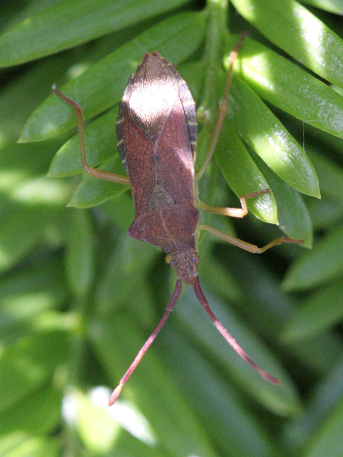 gonocerus_acuteangulatus2bd