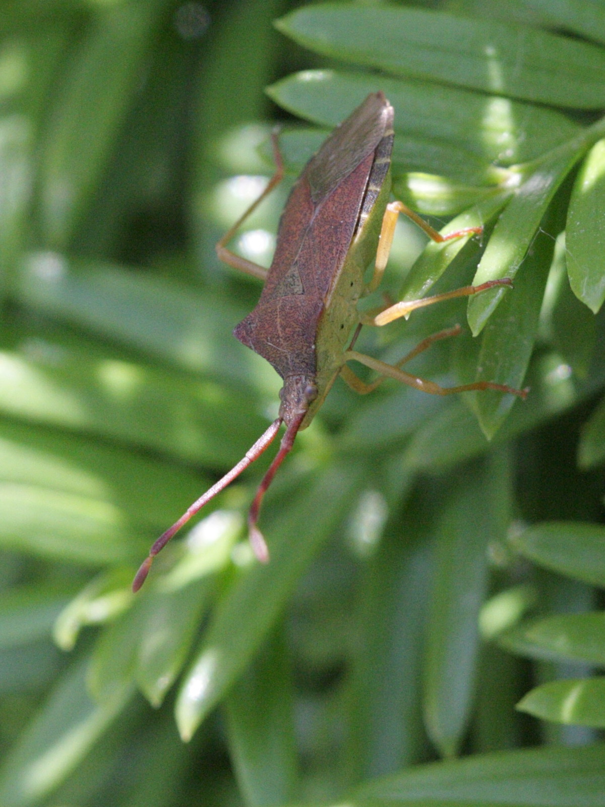 gonocerus_acuteangulatus3bd