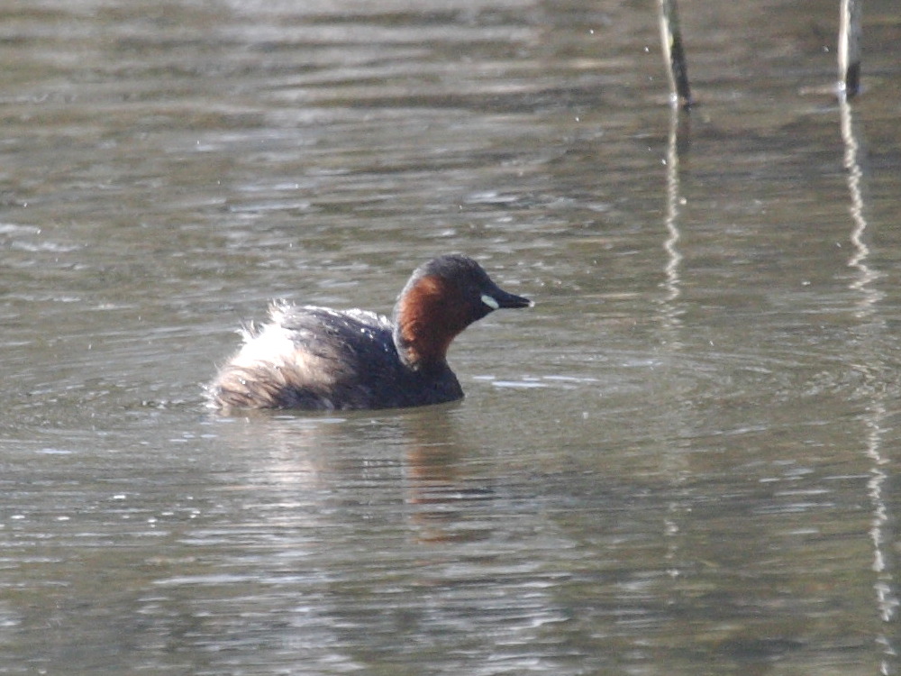 grebe_castagneux_-_tachybaptus_ruficollis3bd