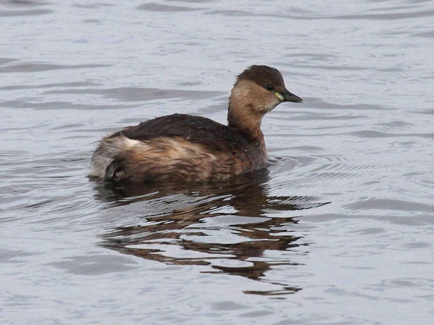 grebe_castagneux_-_tachybaptus_ruficollis4bd
