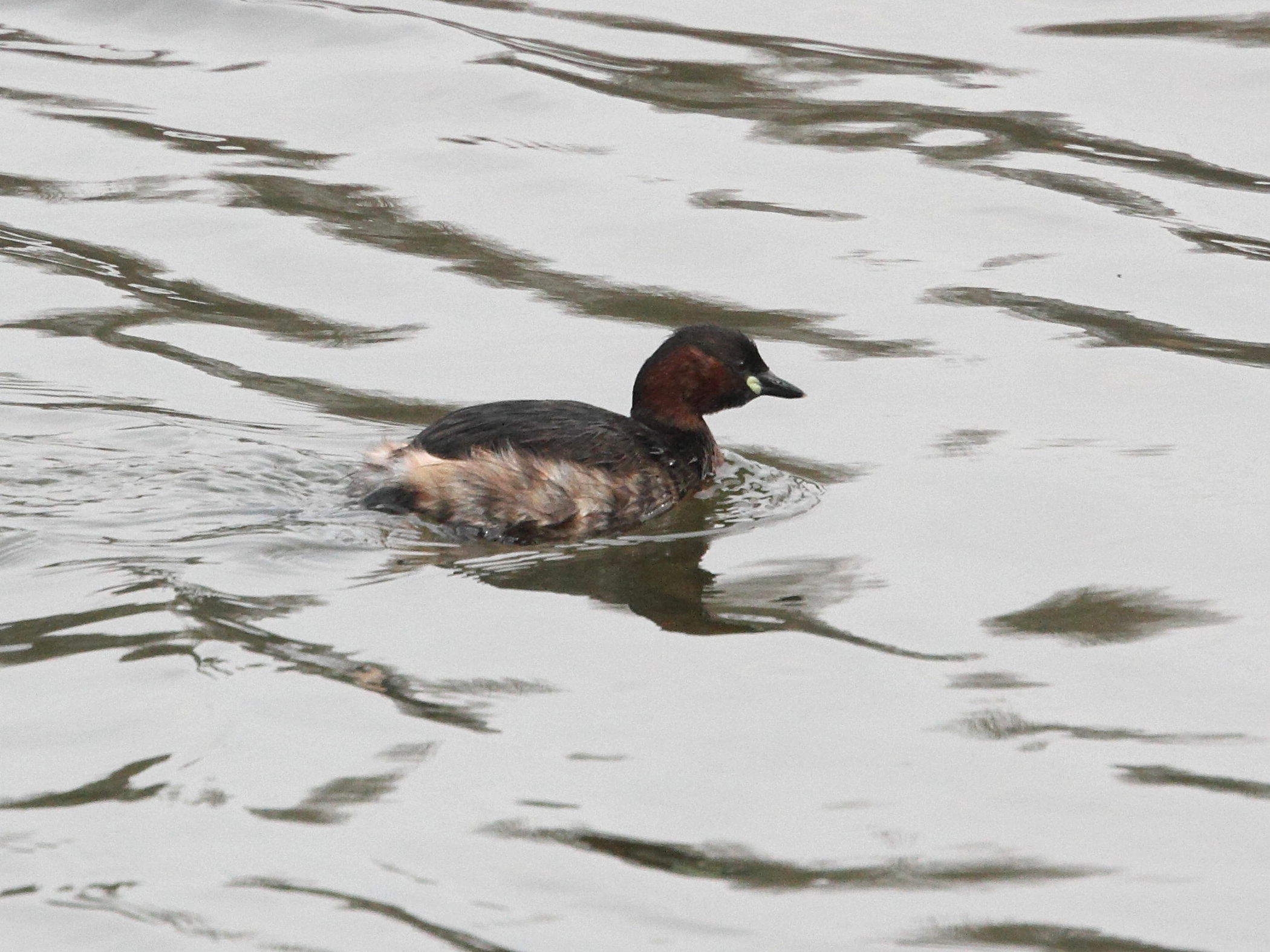grebe_castagneux_-_tachybaptus_ruficollis5md