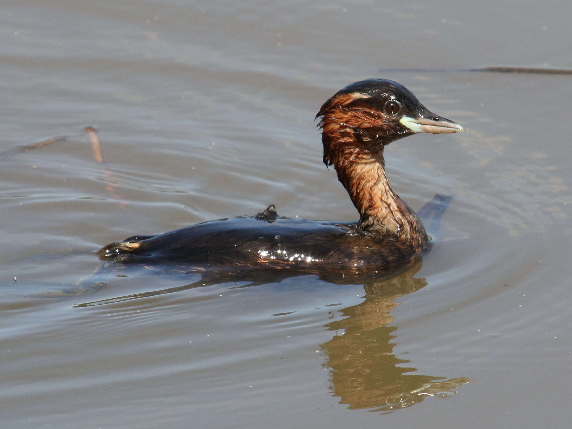 grebe_castagneux_-_tachybaptus_ruficollis6bd