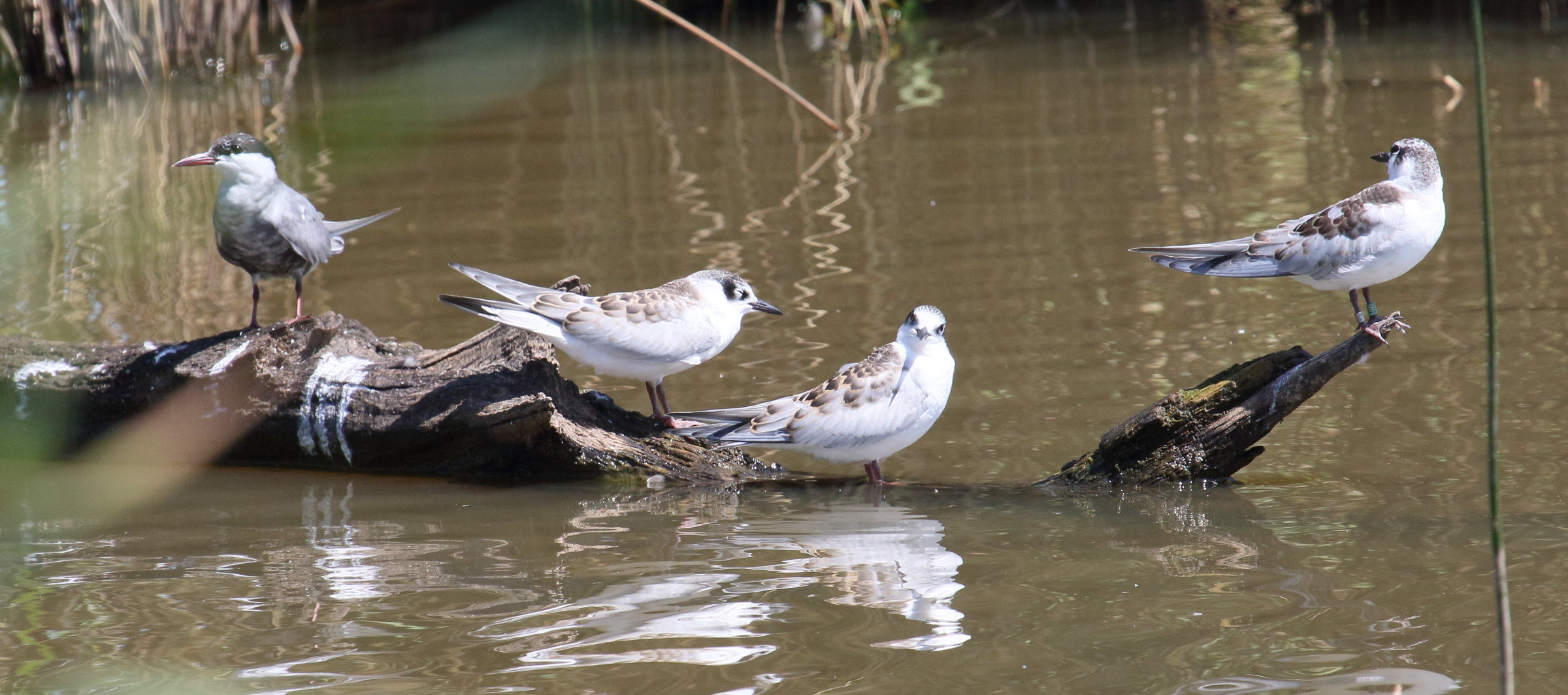 guifette_moustac_-_chlidonias_hybrida2bd