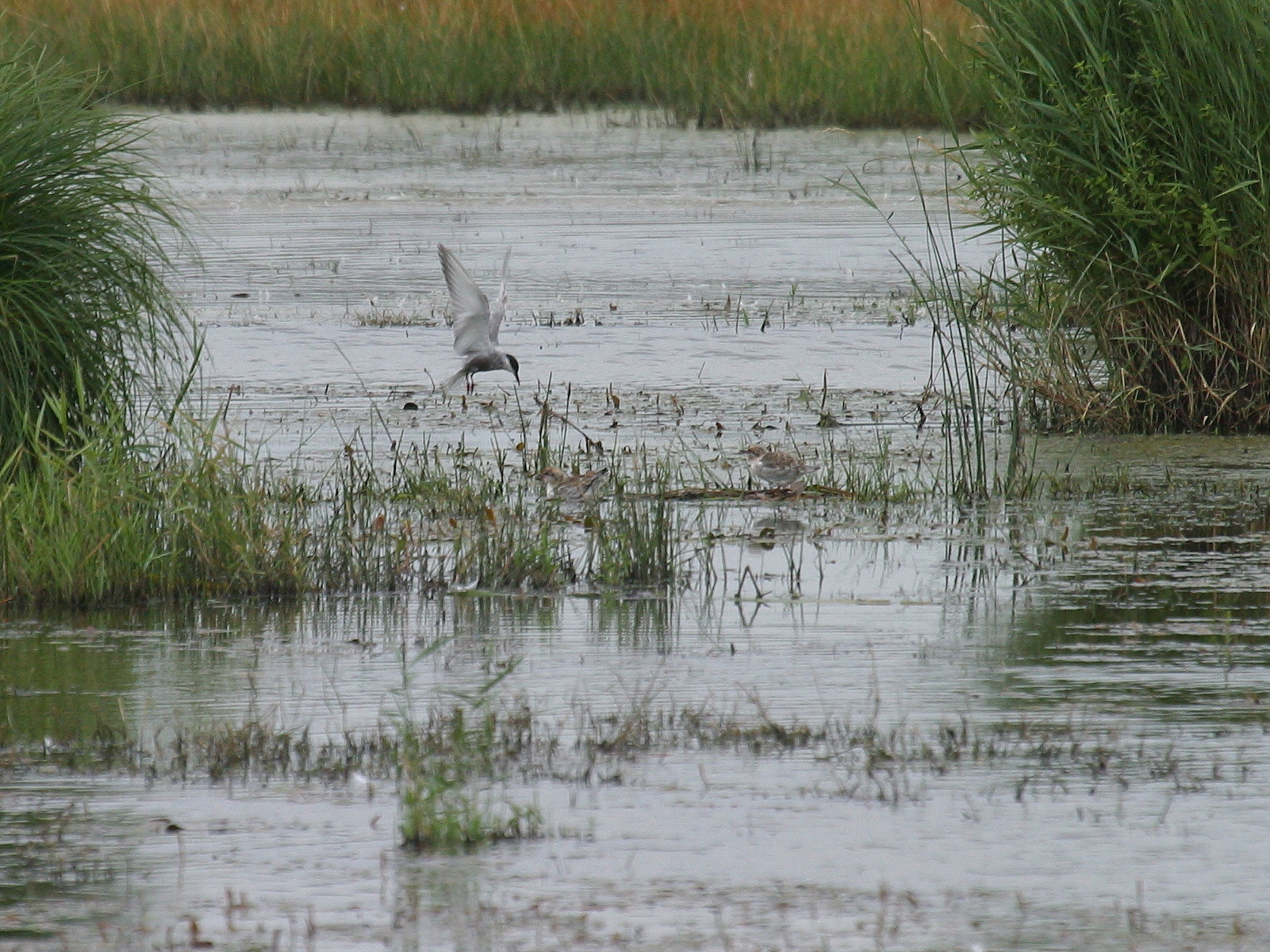 guifette_moustac_-_chlidonias_hybrida4bd