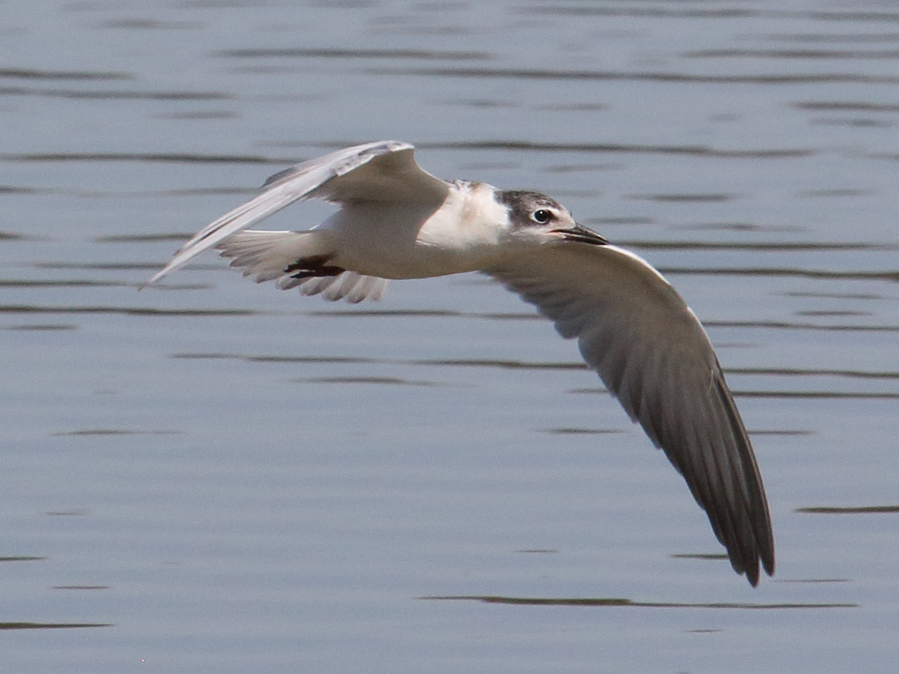 guifette_moustac_-_chlidonias_hybrida5bd