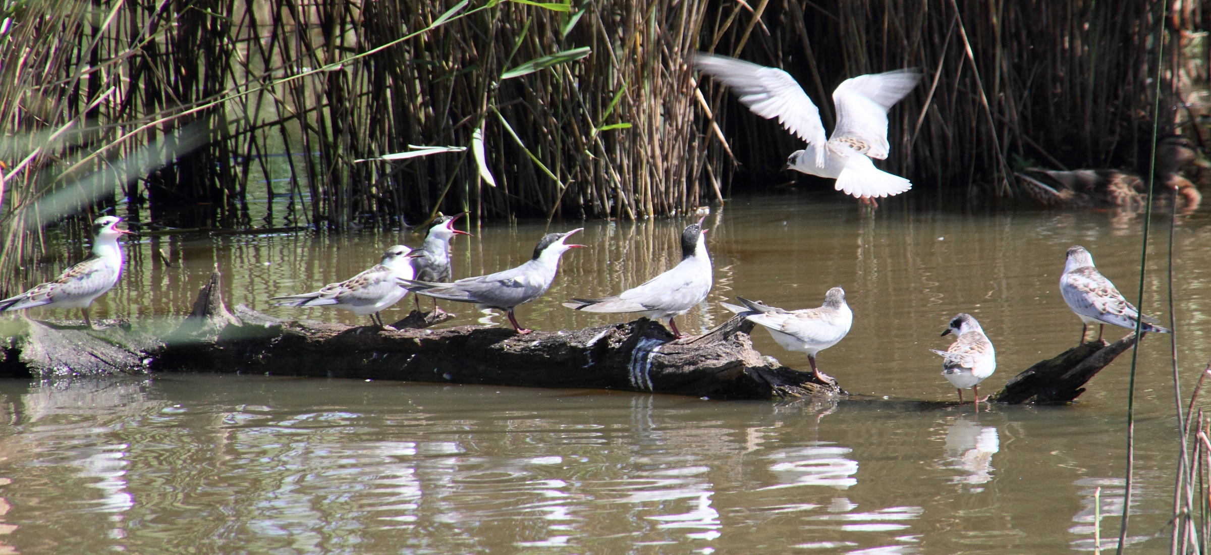 guifette_moustac_-_chlidonias_hybrida6md