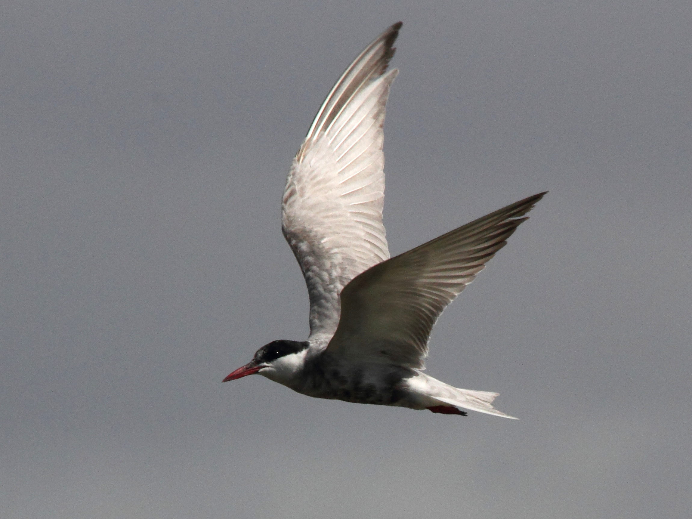 guiffette_moustac_-_chlidonias_hybrida7md