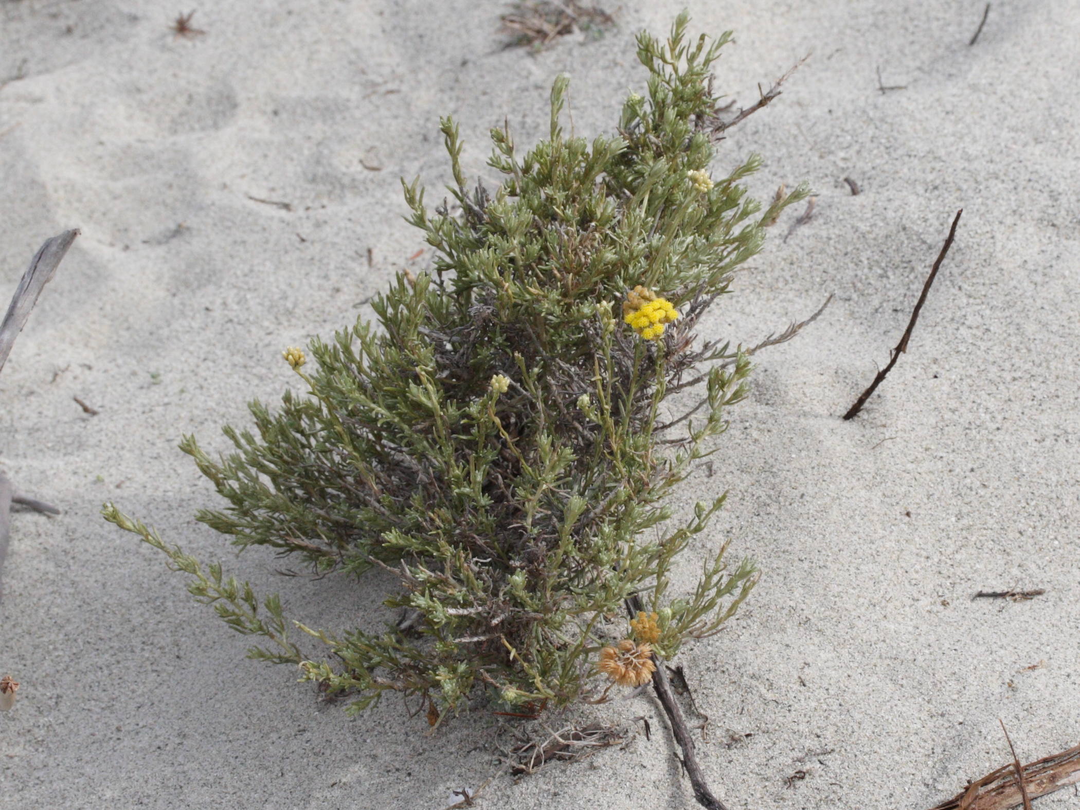 Afficher le média helichrysum_italicum_italicum1md helichrysum_italicum_italicum1md