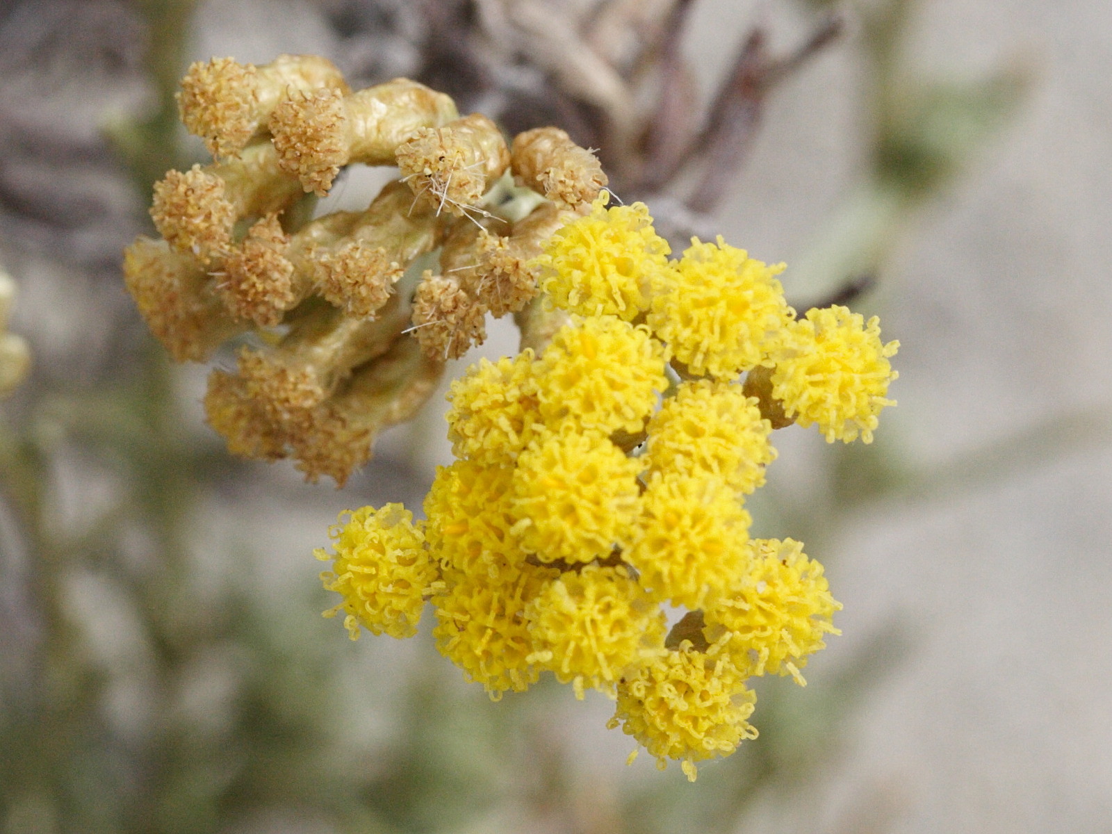 Afficher le média helichrysum_italicum_italicum2md helichrysum_italicum_italicum2md