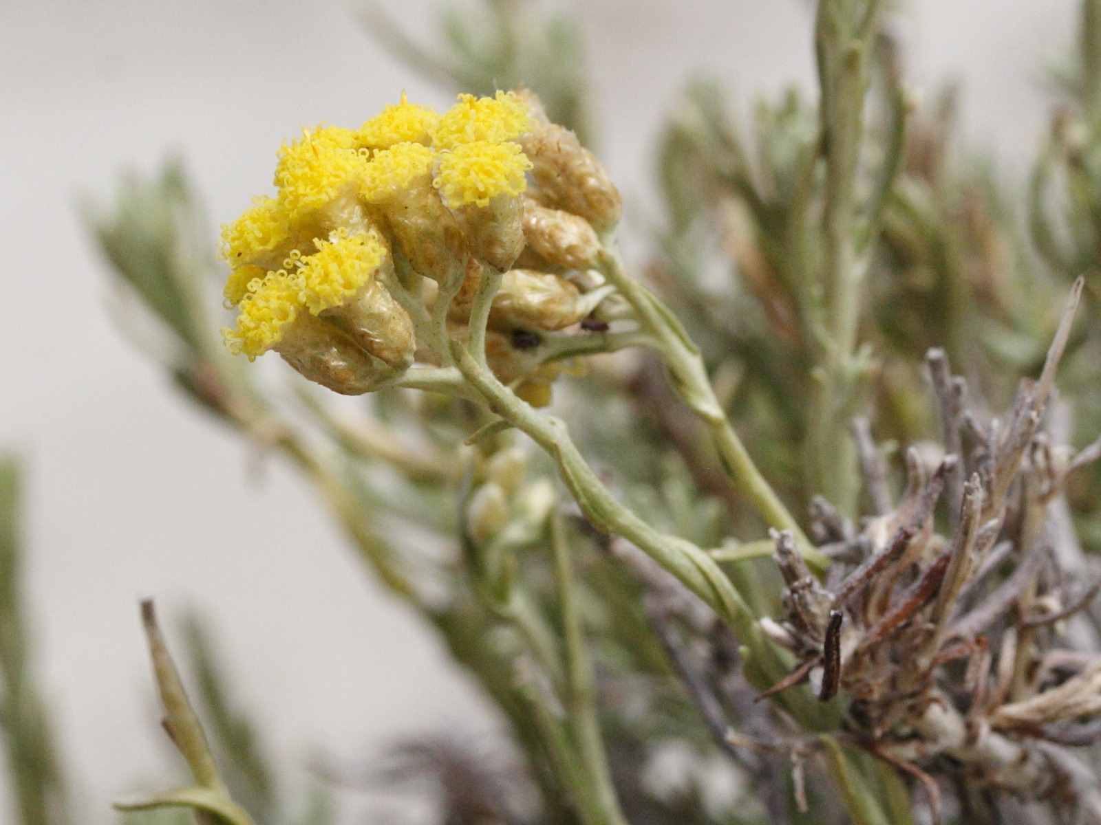Afficher le média helichrysum_italicum_italicum3md helichrysum_italicum_italicum3md