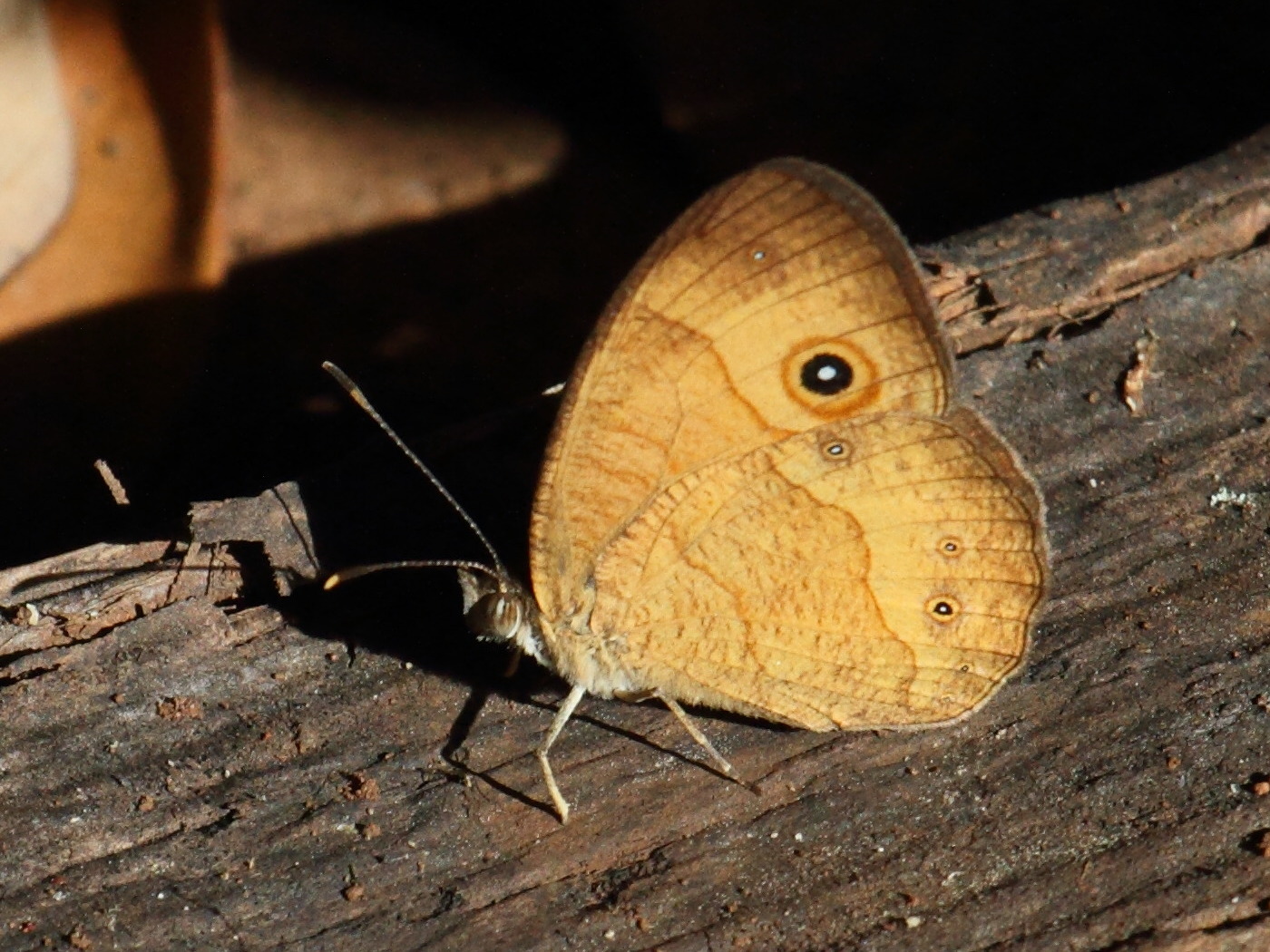 heteropsis_narcissus1bd