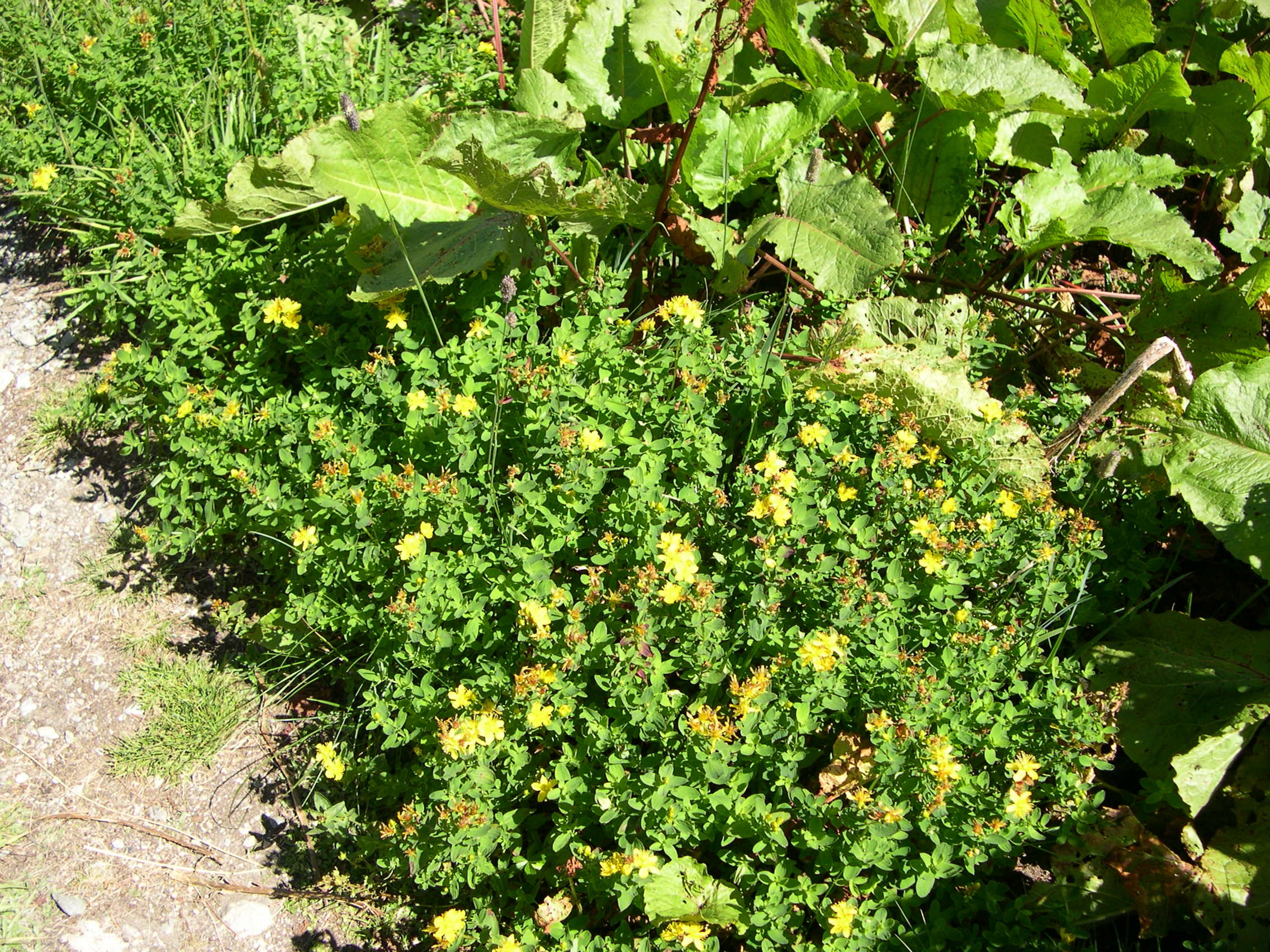 Afficher le média hypericum_richeri1md hypericum_richeri1md