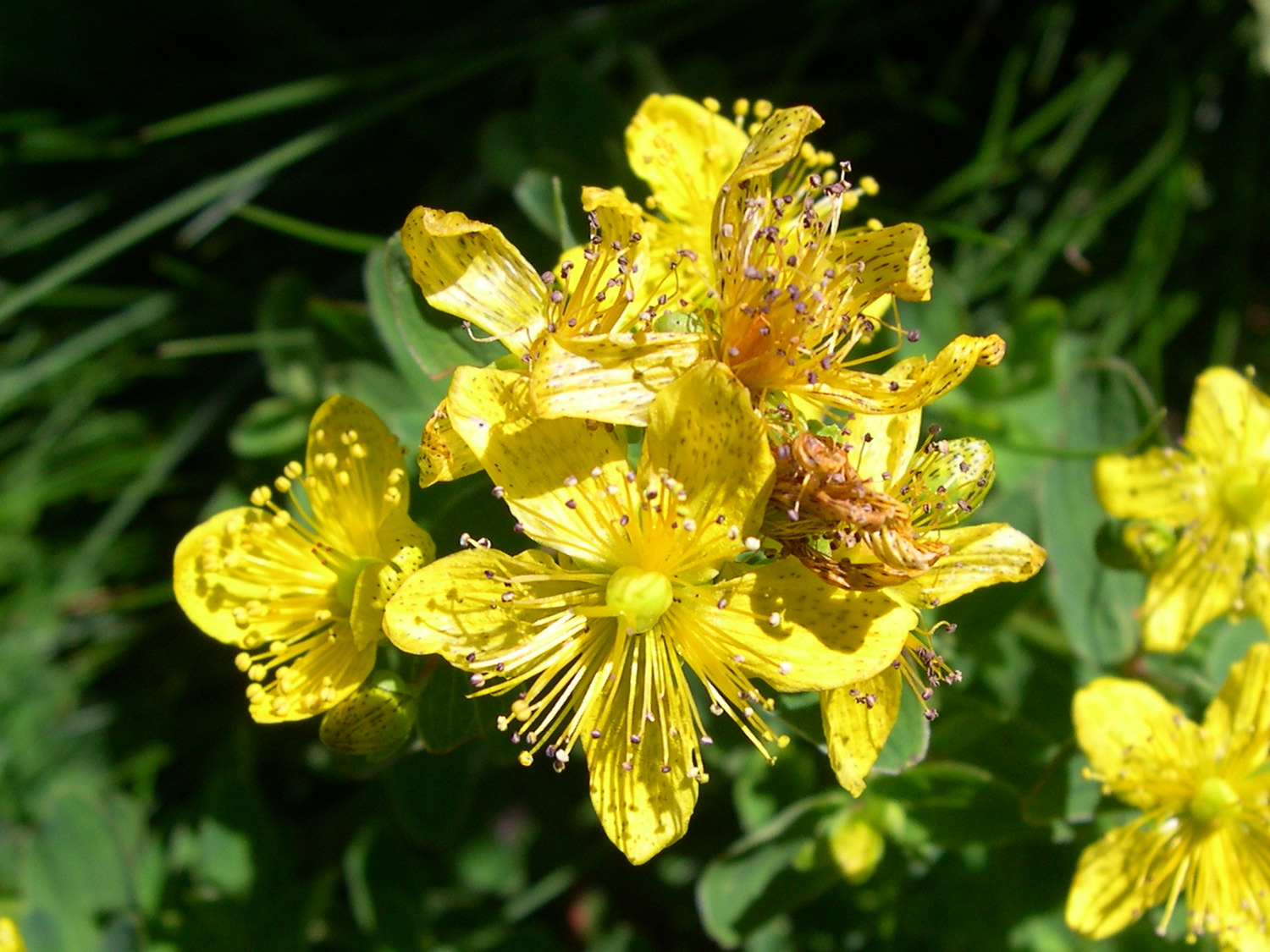Afficher le média hypericum_richeri4md hypericum_richeri4md