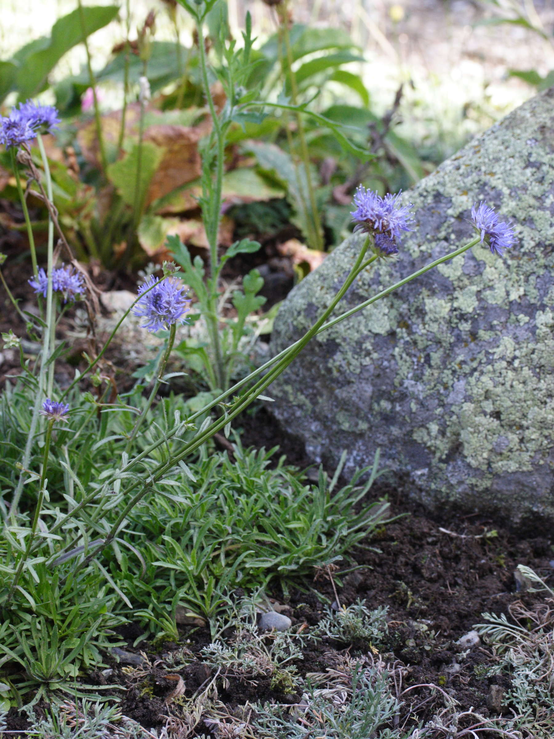 Afficher le média jasione_crispa_crispa1md jasione_crispa_crispa1md