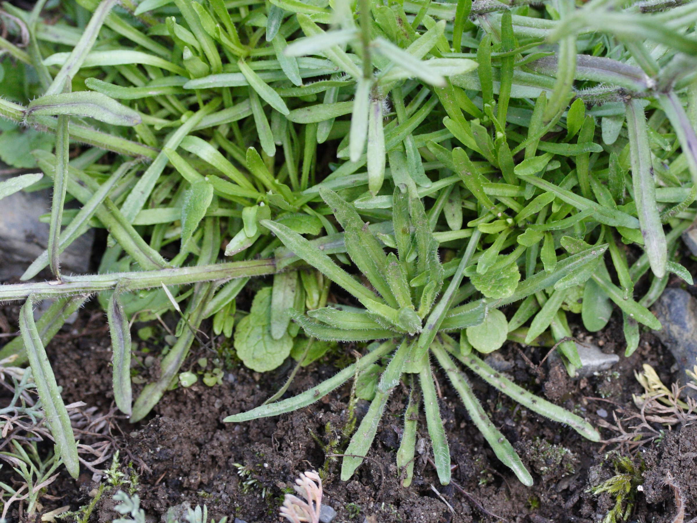 Afficher le média jasione_crispa_crispa2md jasione_crispa_crispa2md