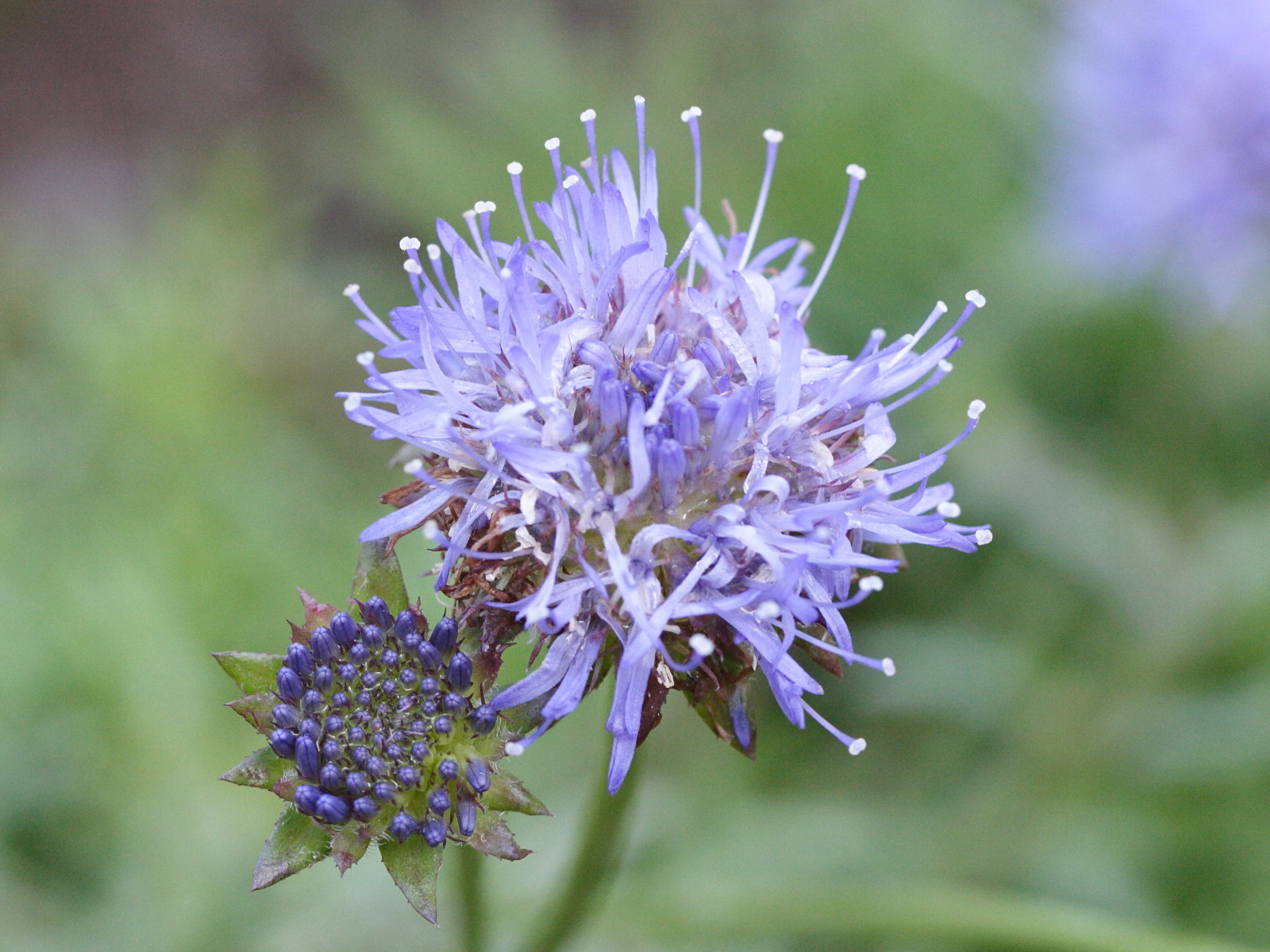 Afficher le média jasione_crispa_crispa3md jasione_crispa_crispa3md