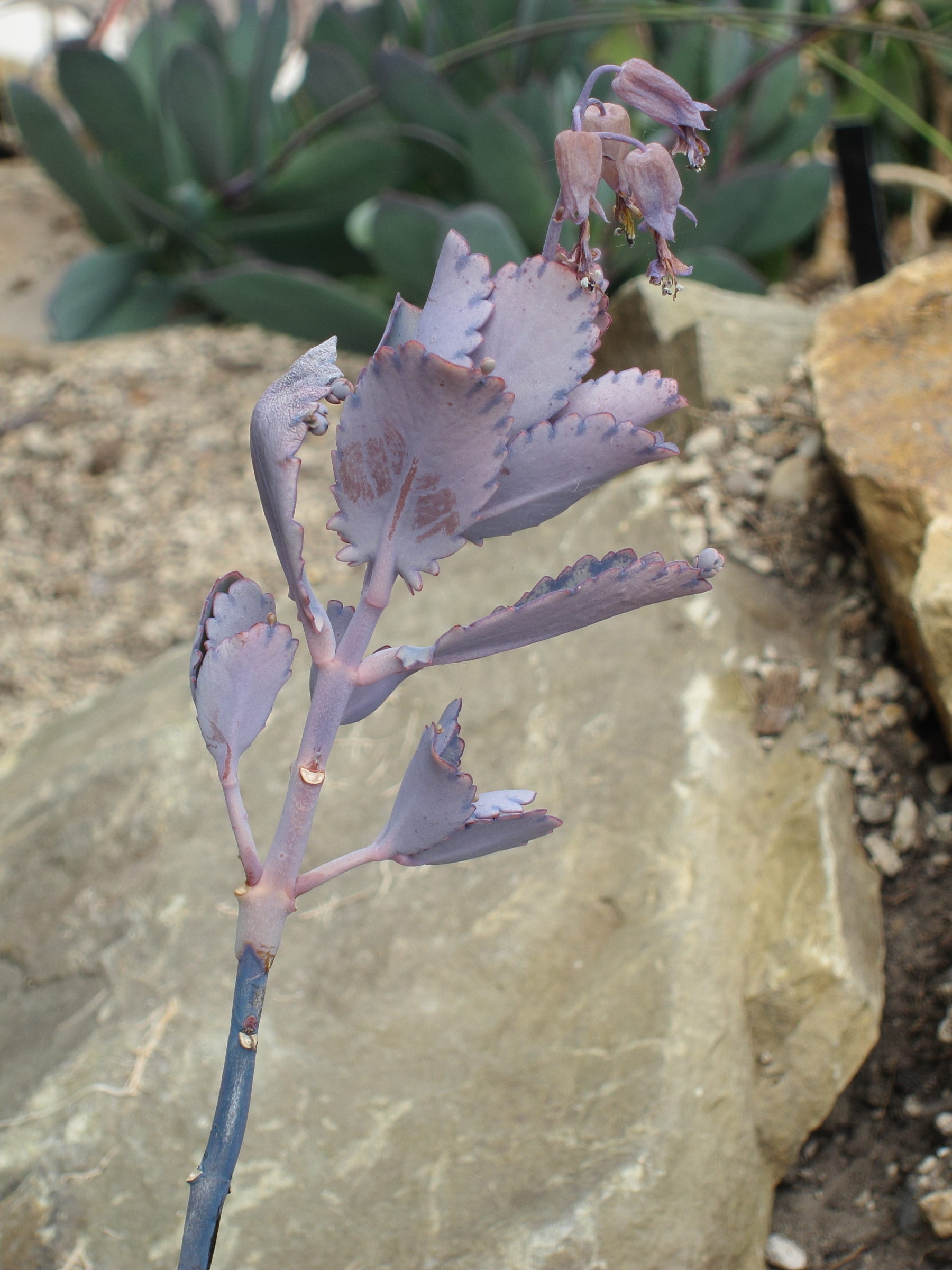 kalenchoe_fedtschenkoi1bd