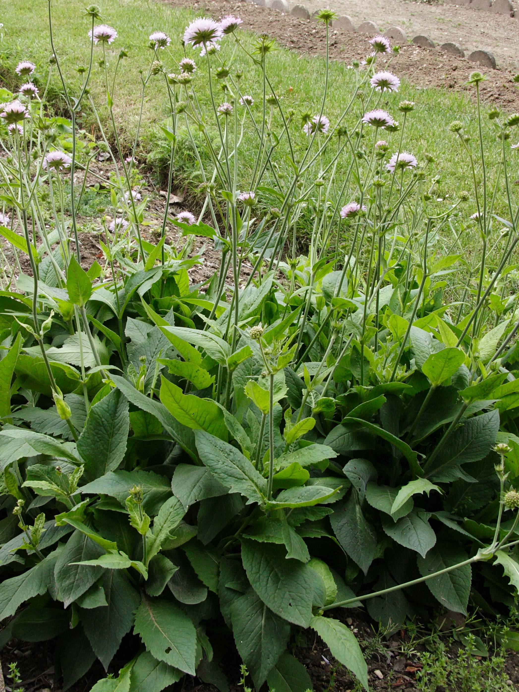 Afficher le média knautia_dipsacifolia1bmd knautia_dipsacifolia1bmd