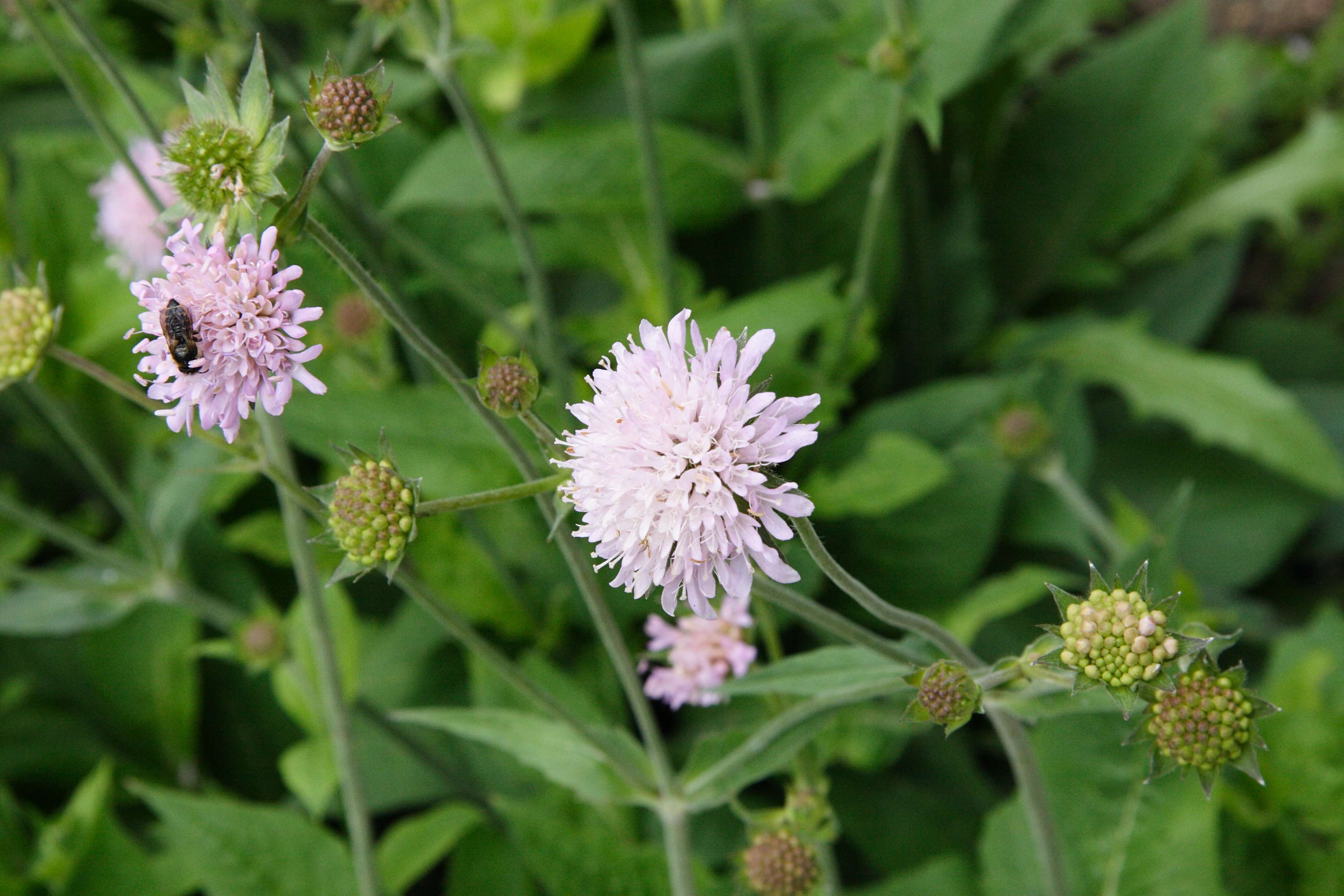 Afficher le média knautia_dipsacifolia2md knautia_dipsacifolia2md