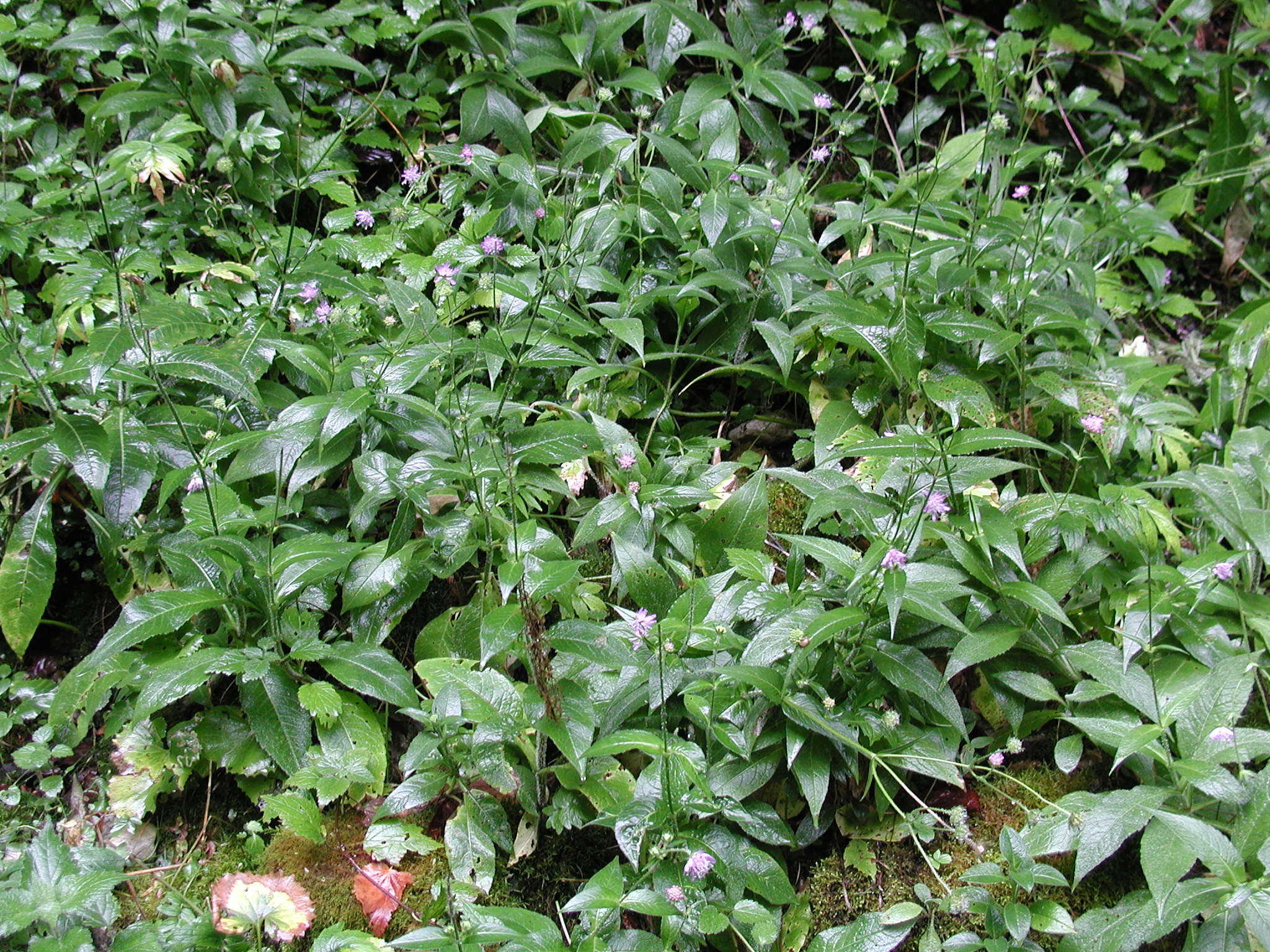 Afficher le média knautia_dipsacifolia3md knautia_dipsacifolia3md