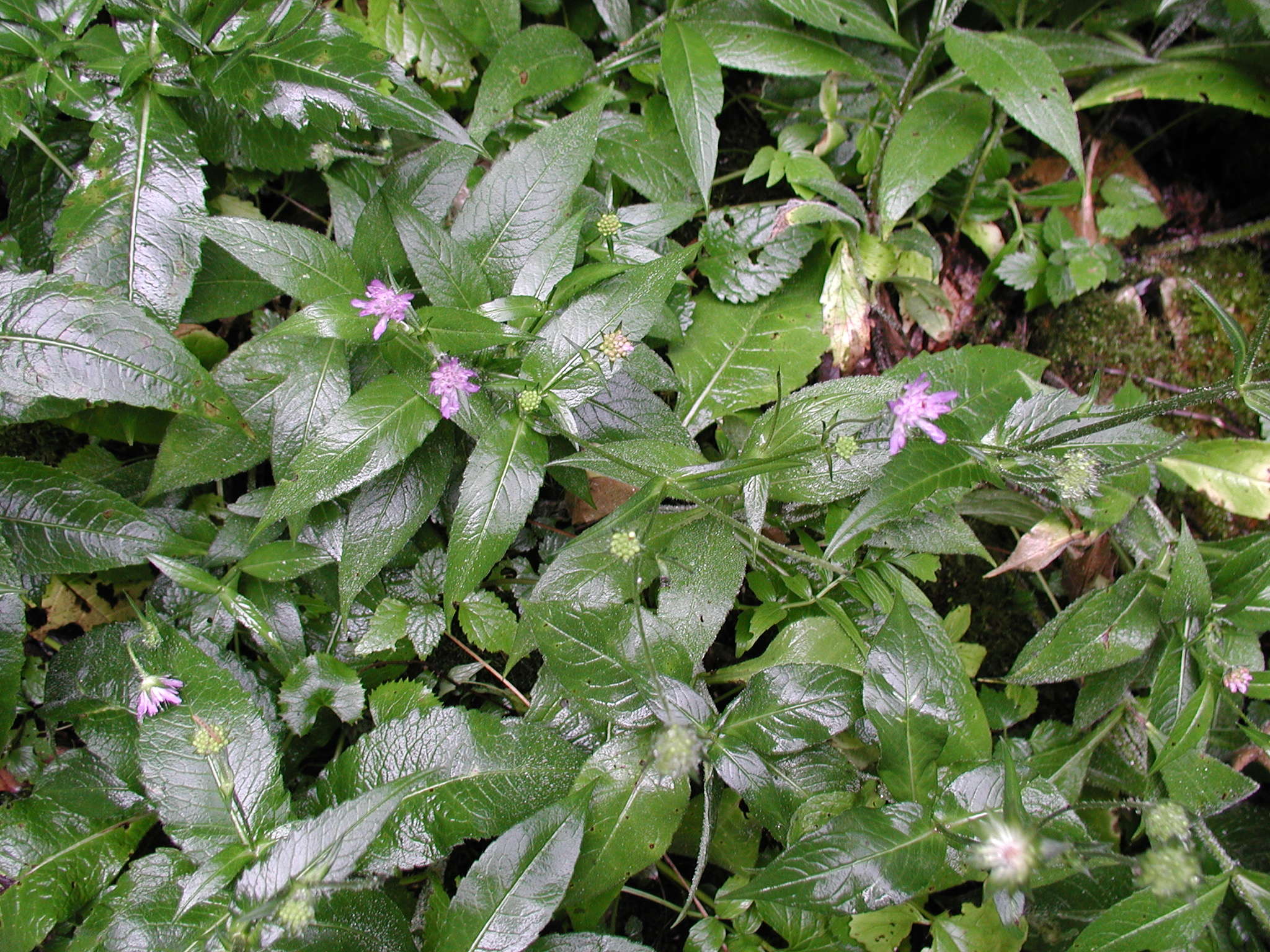 Afficher le média knautia_dipsacifolia4md knautia_dipsacifolia4md