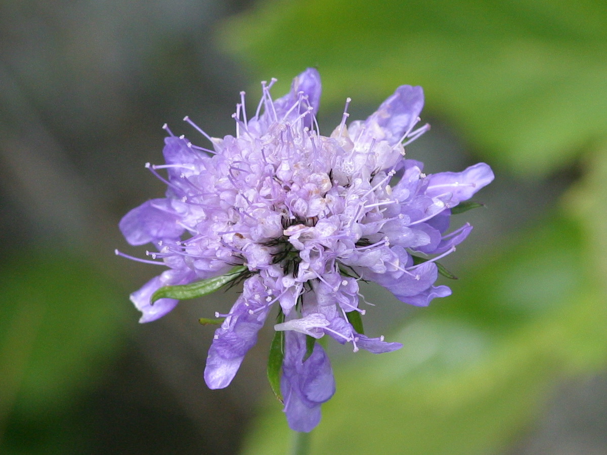 Afficher le média knautia_dipsacifolia5abd knautia_dipsacifolia5abd