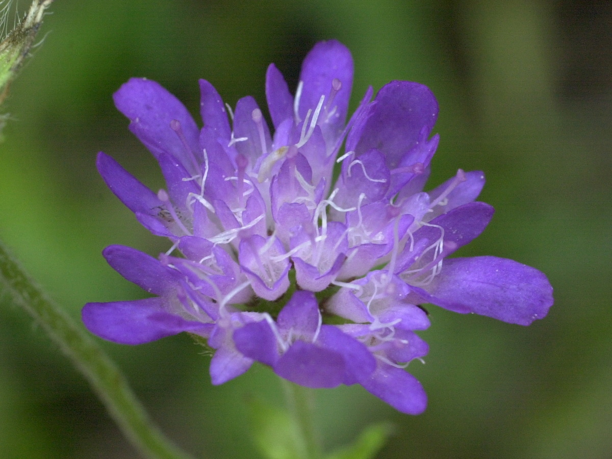 Afficher le média knautia_dipsacifolia5bmd knautia_dipsacifolia5bmd