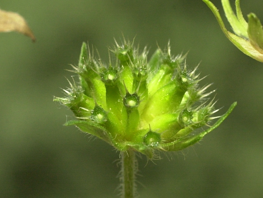 Afficher le média knautia_dipsacifolia6md knautia_dipsacifolia6md