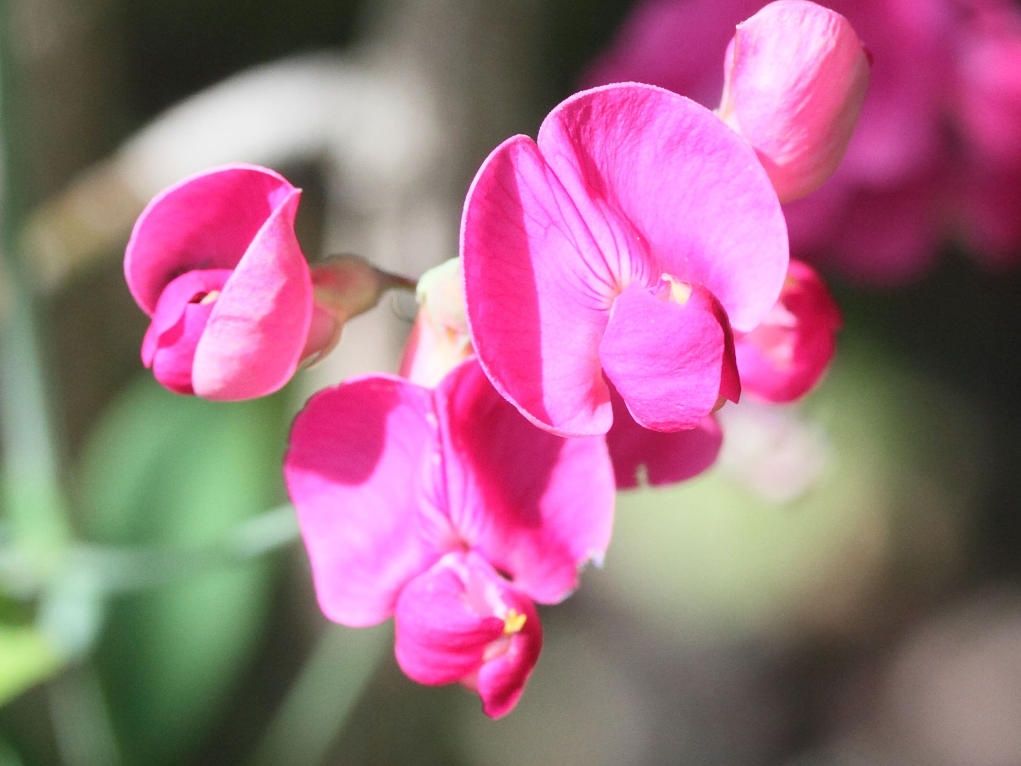 Afficher le média lathyrus_tuberosus2md lathyrus_tuberosus2md