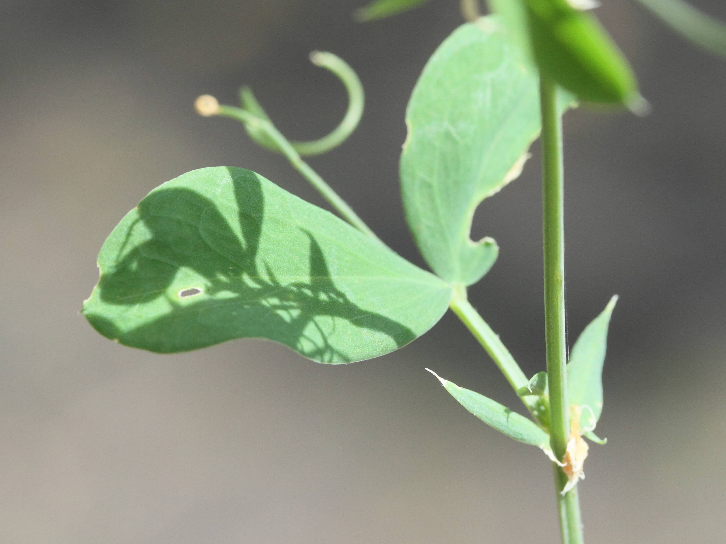 Afficher le média lathyrus_tuberosus3md lathyrus_tuberosus3md