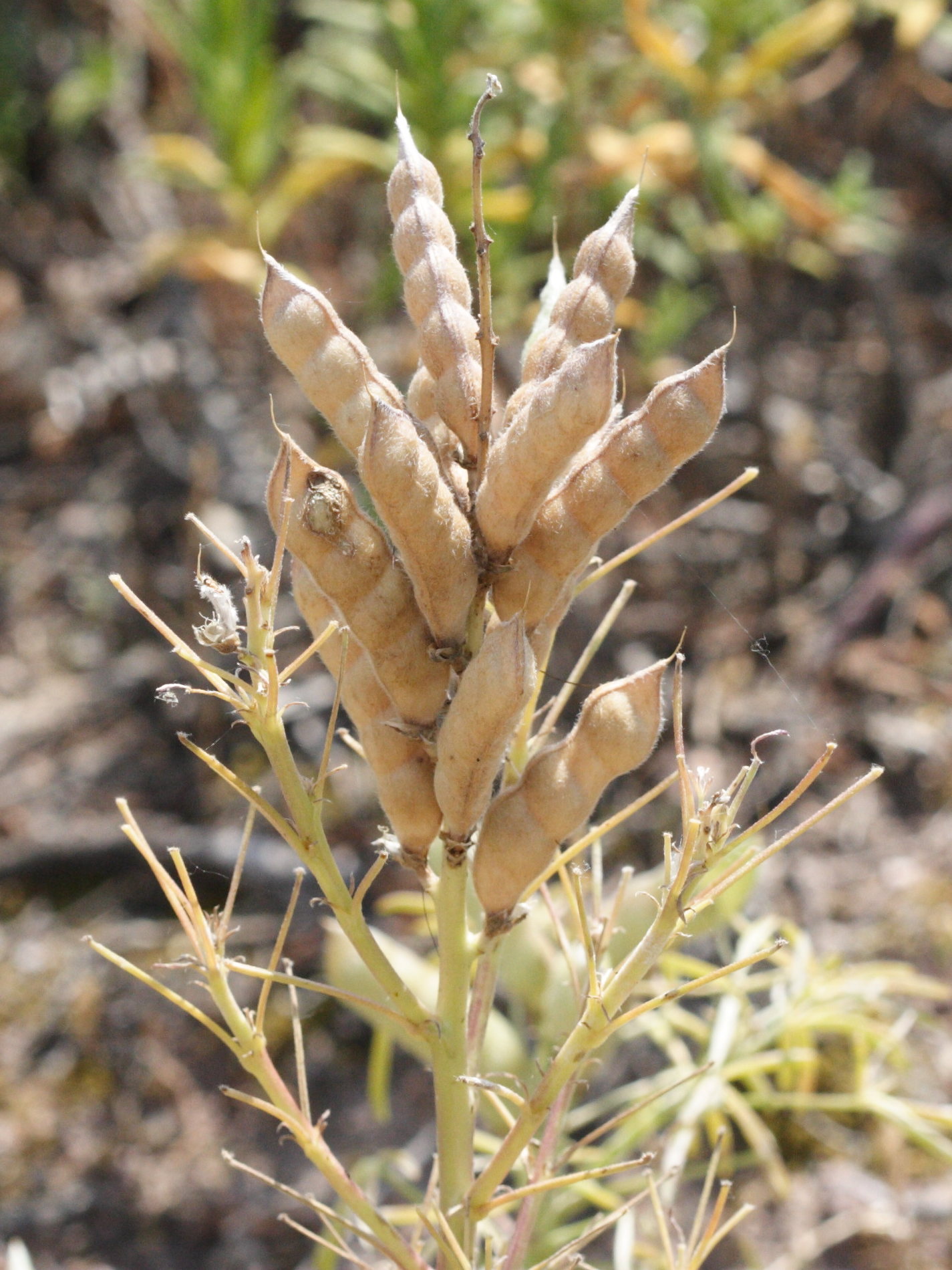 Afficher le média lupinus_angustifolius2md lupinus_angustifolius2md