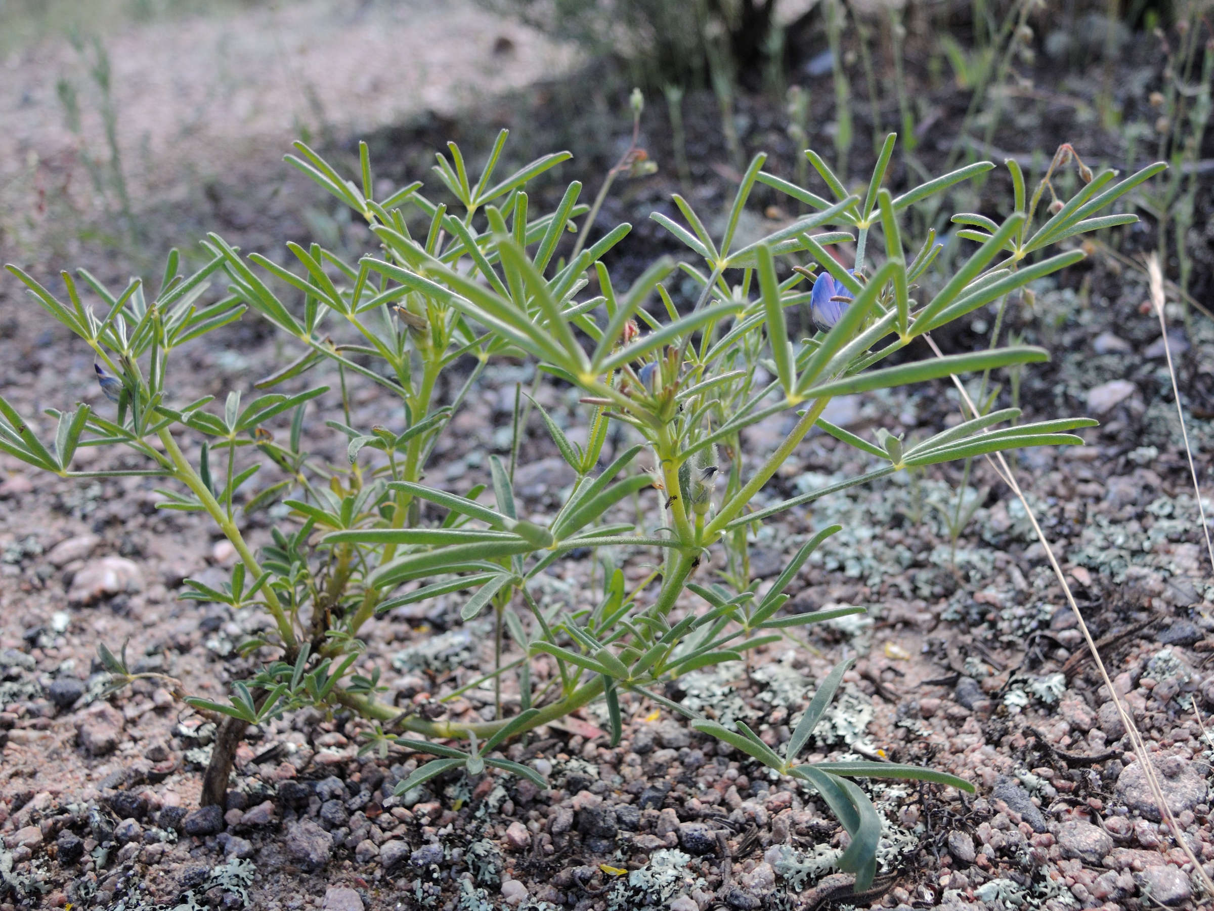 Afficher le média lupinus_angustifolius3md lupinus_angustifolius3md