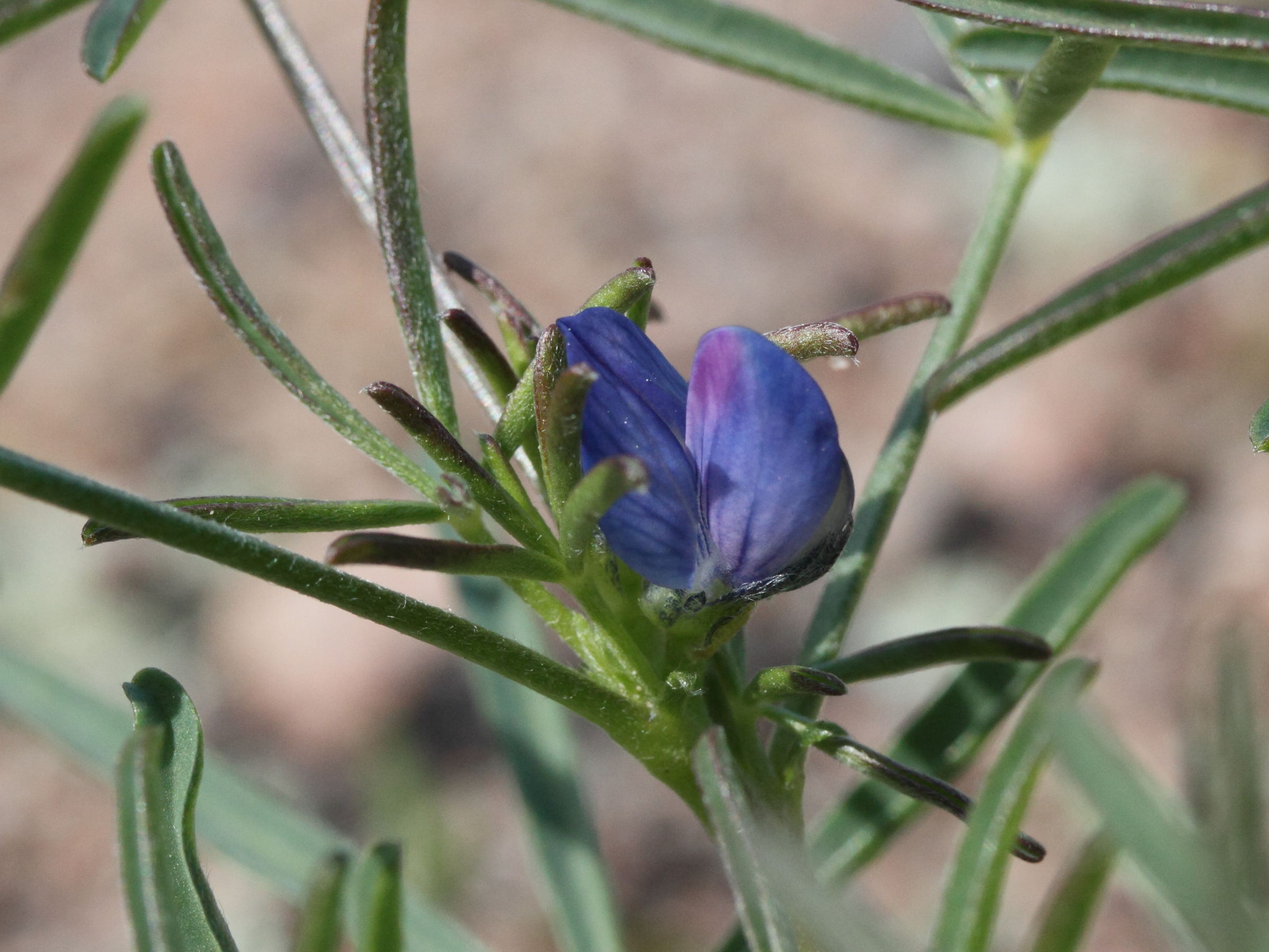 Afficher le média lupinus_angustifolius4md lupinus_angustifolius4md