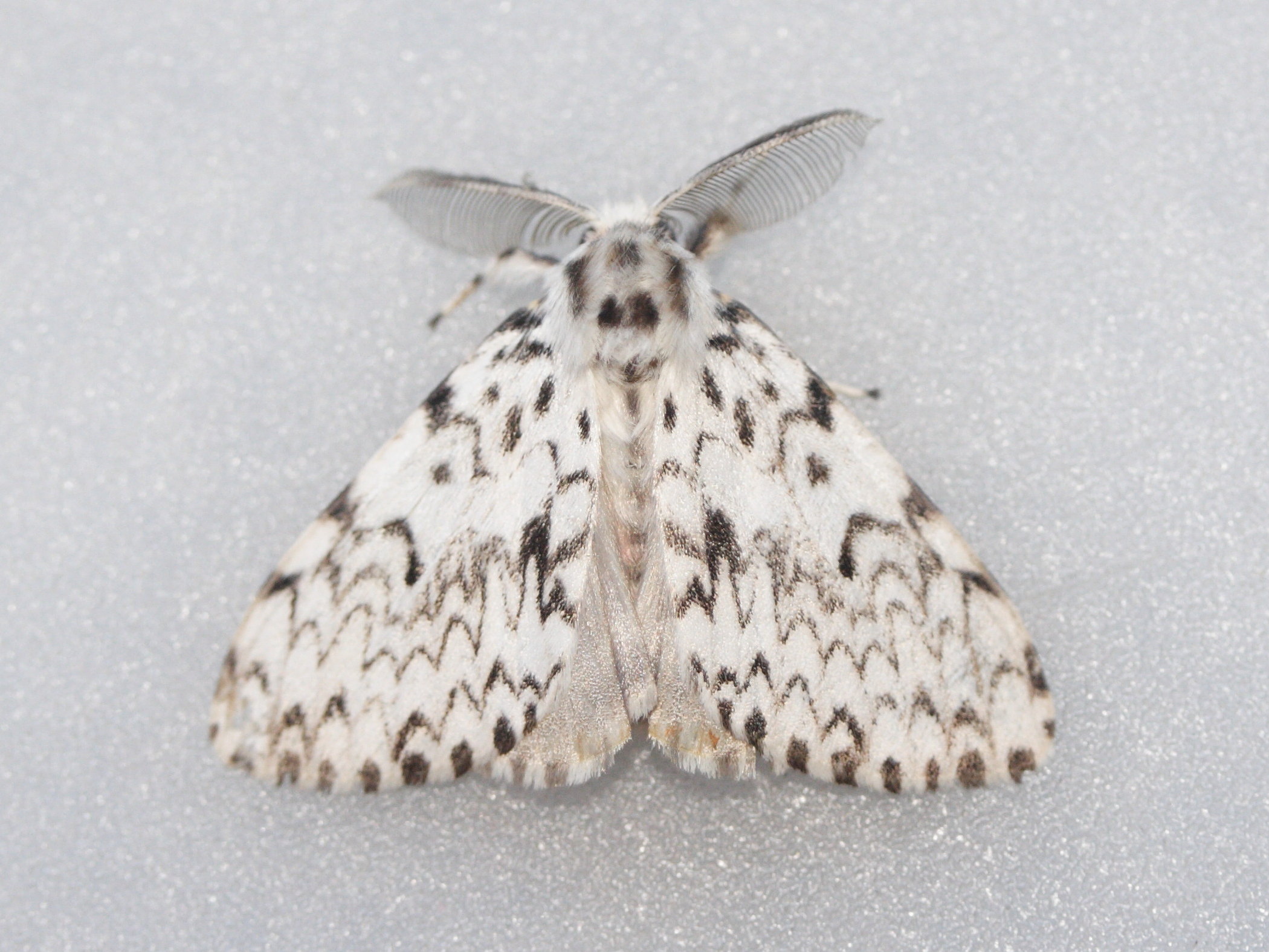 lymantria_monacha2md