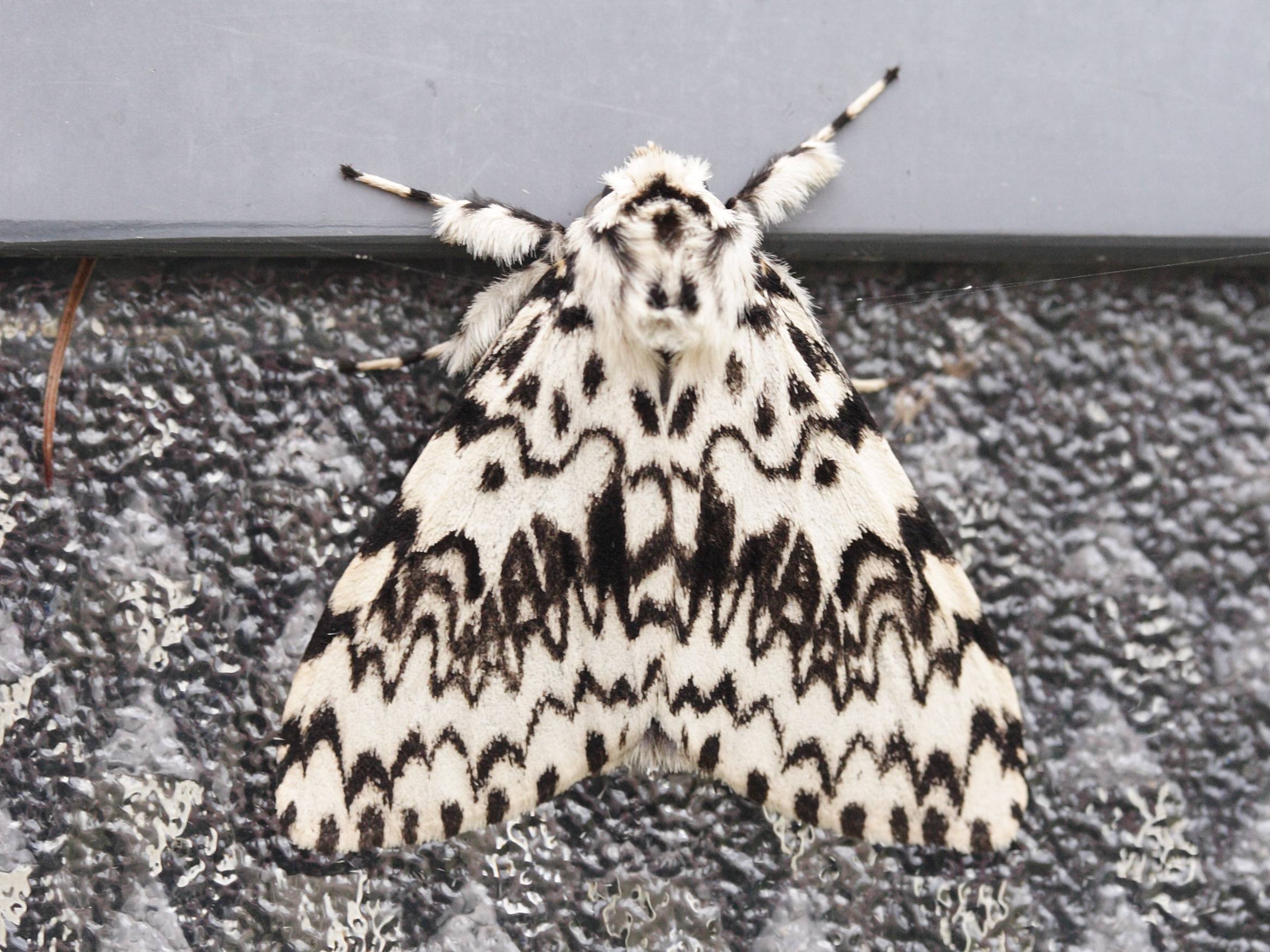 lymantria_monacha3md