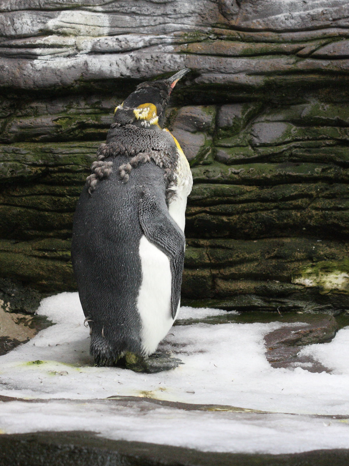 manchot_royal_-_aptenodytes_patagonicus5bd