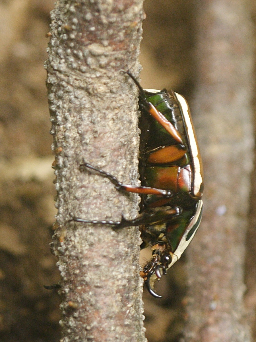 Afficher le média mecynorhina_torquata_ugadensis1md mecynorhina_torquata_ugadensis1md