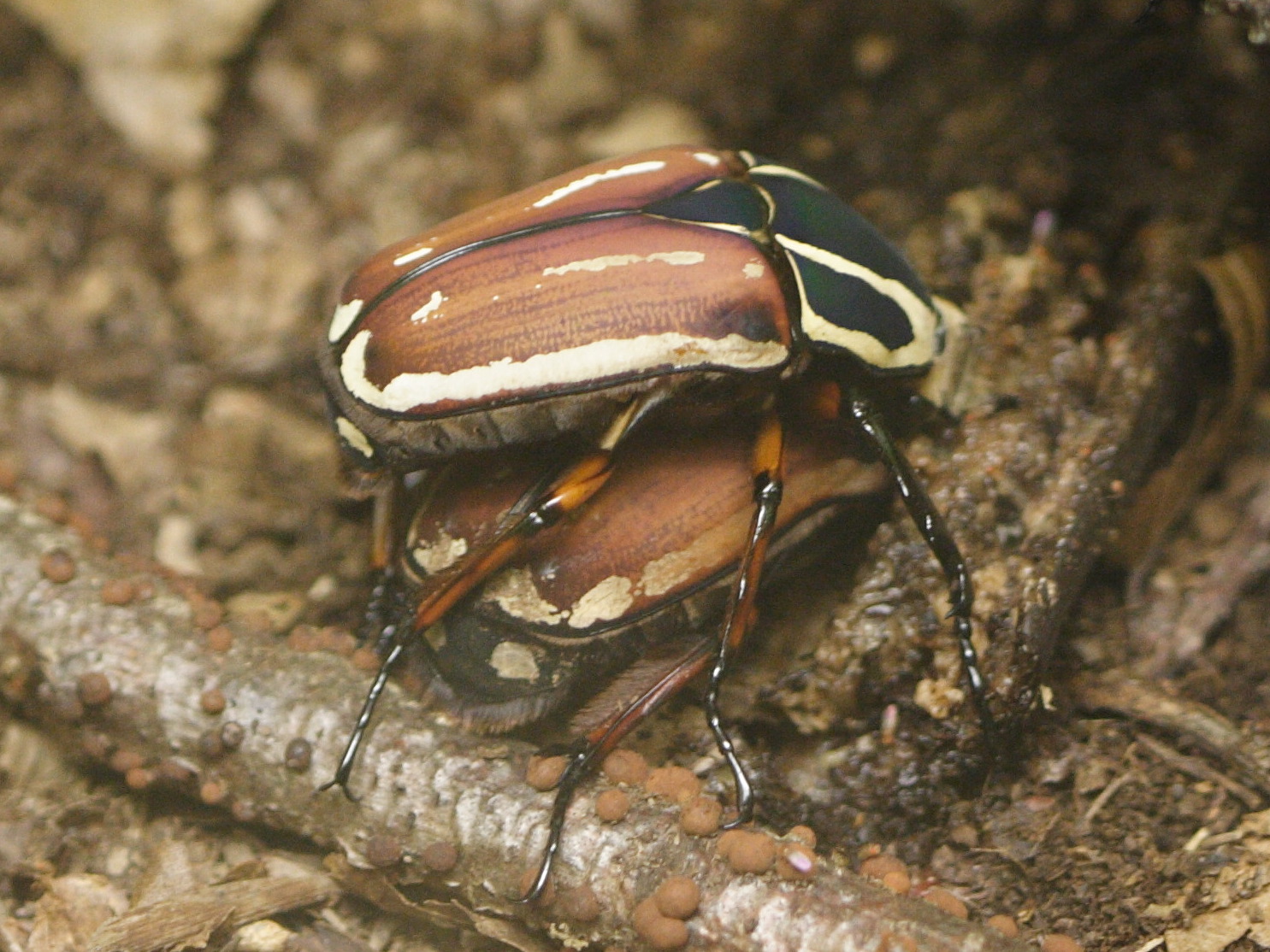 Afficher le média mecynorhina_torquata_ugadensis2md mecynorhina_torquata_ugadensis2md