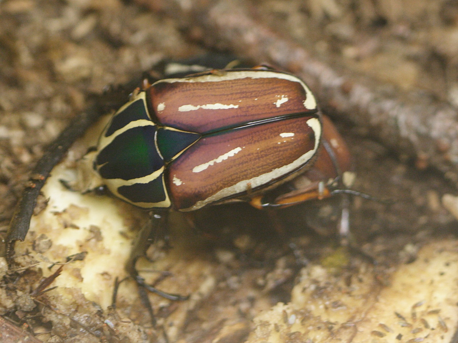 Afficher le média mecynorhina_torquata_ugadensis3md mecynorhina_torquata_ugadensis3md