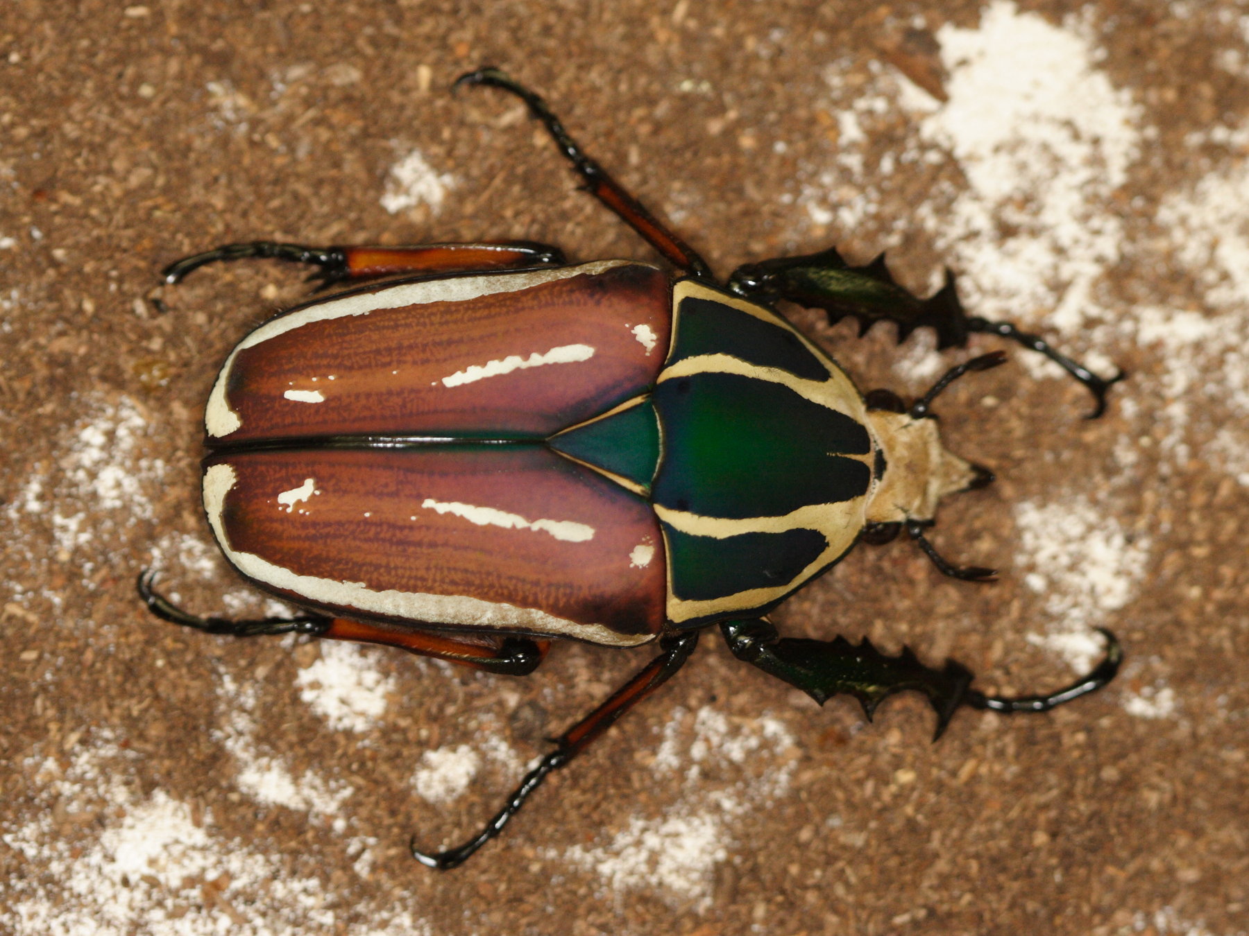 Afficher le média mecynorhina_torquata_ugadensis4md mecynorhina_torquata_ugadensis4md