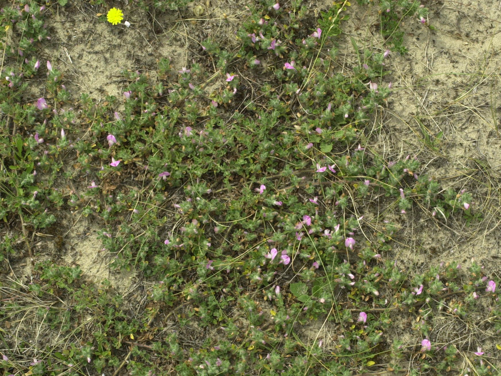 Afficher le média ononis_spinosa_maritima1md ononis_spinosa_maritima1md