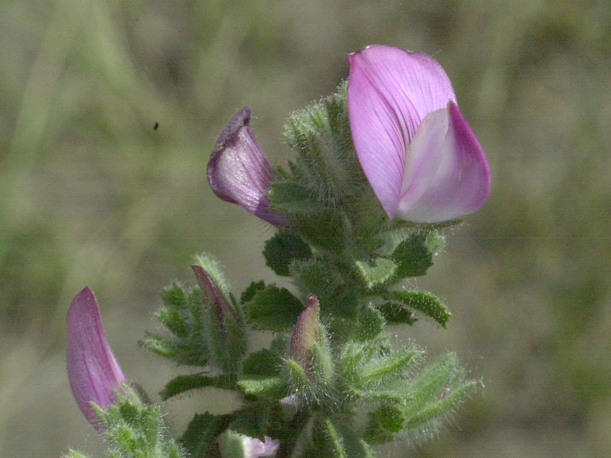 Afficher le média ononis_spinosa_maritima2md ononis_spinosa_maritima2md