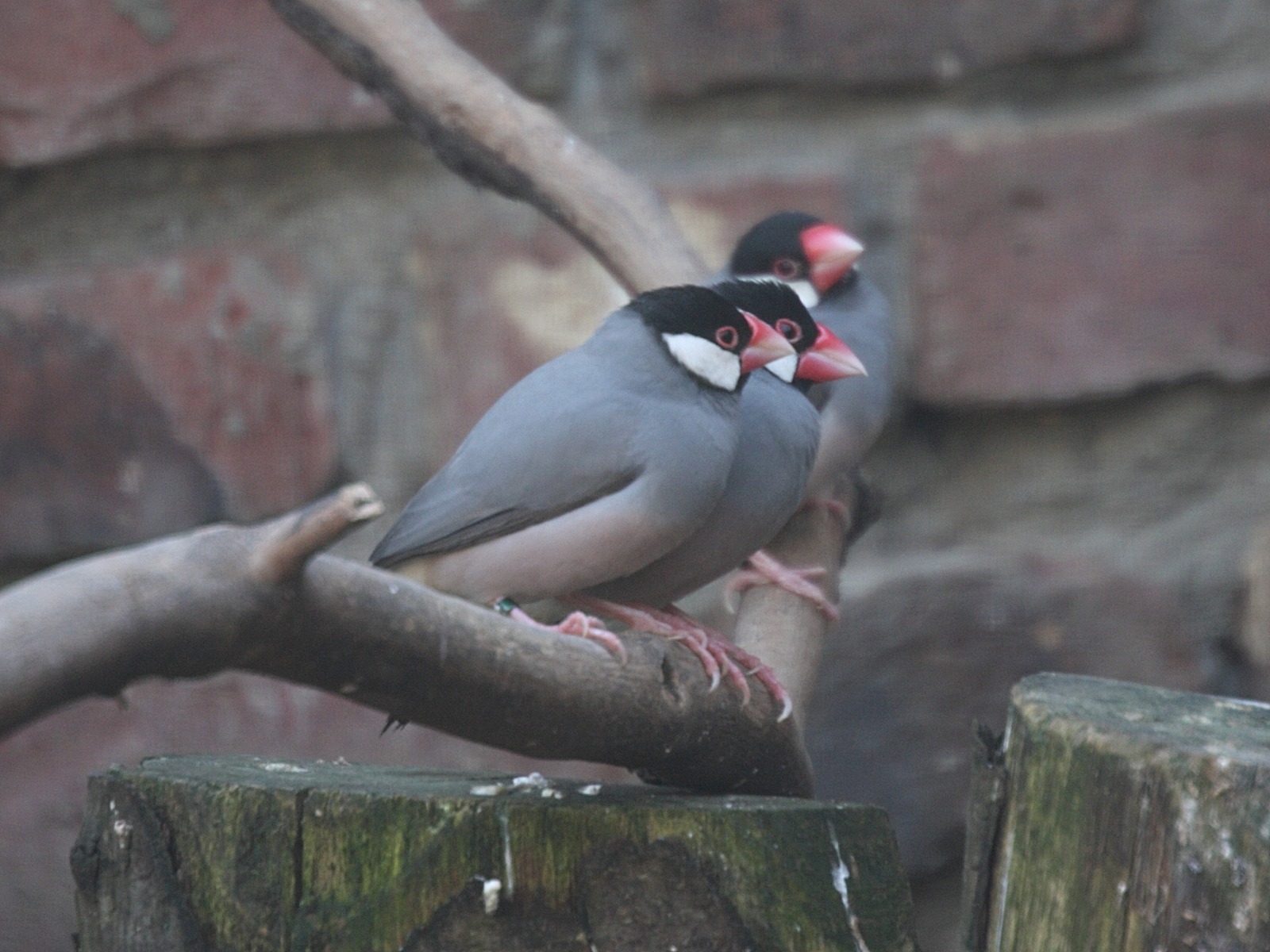 padda_de_java_-_lonchura_oryzivora1md