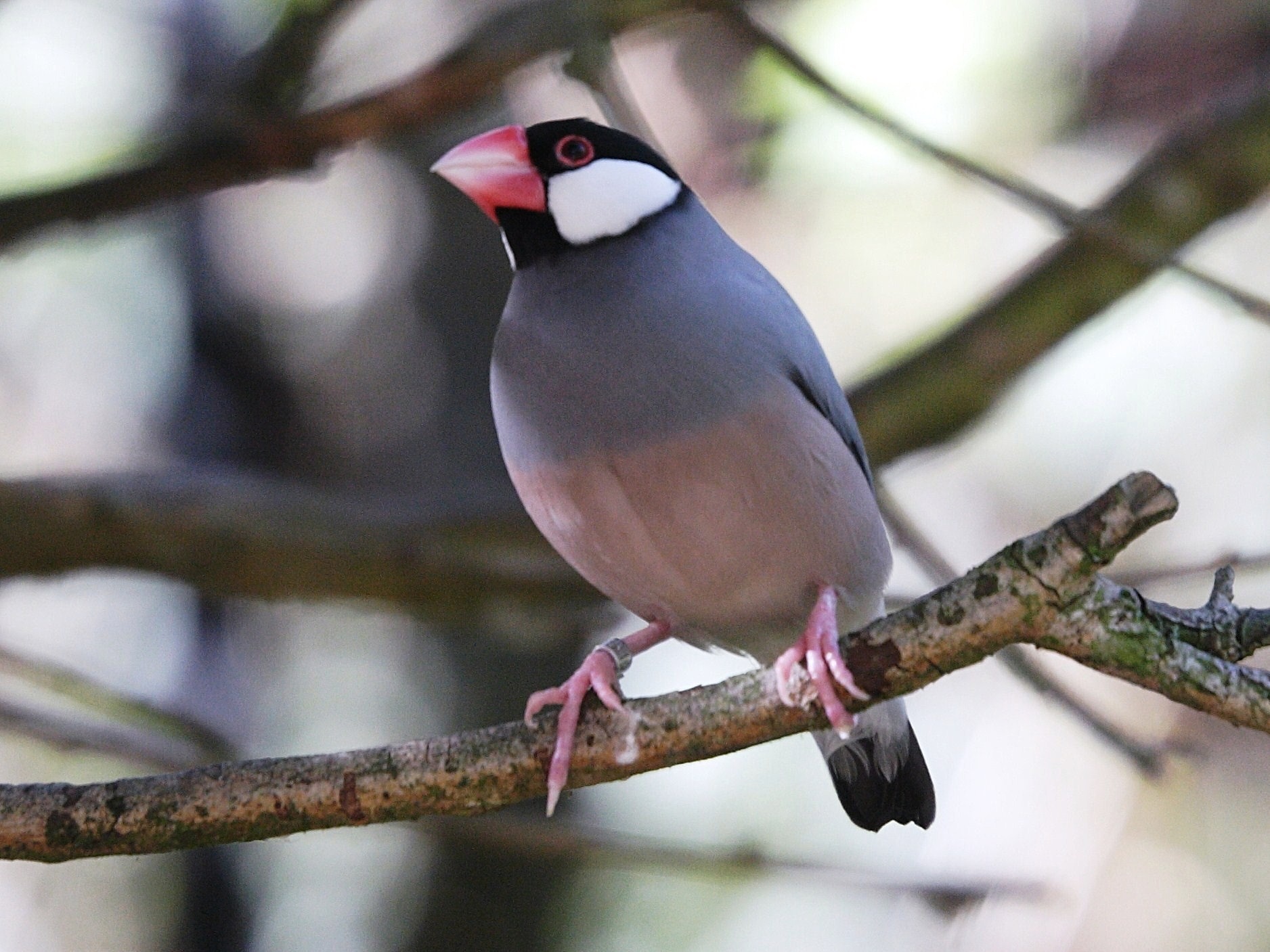 padda_de_java_-_lonchura_oryzivora2md