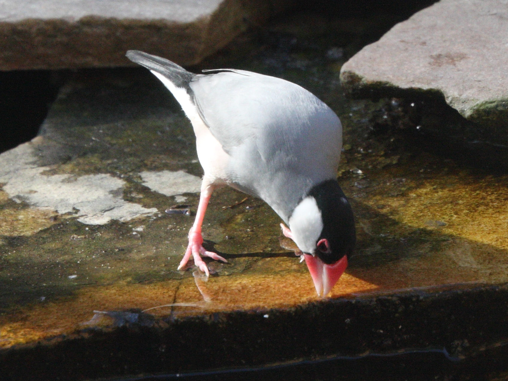 padda_de_java_-_lonchura_oryzivora3md