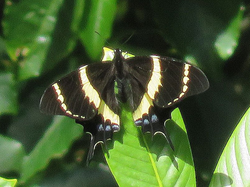 papilio_garamas_syedra1dq