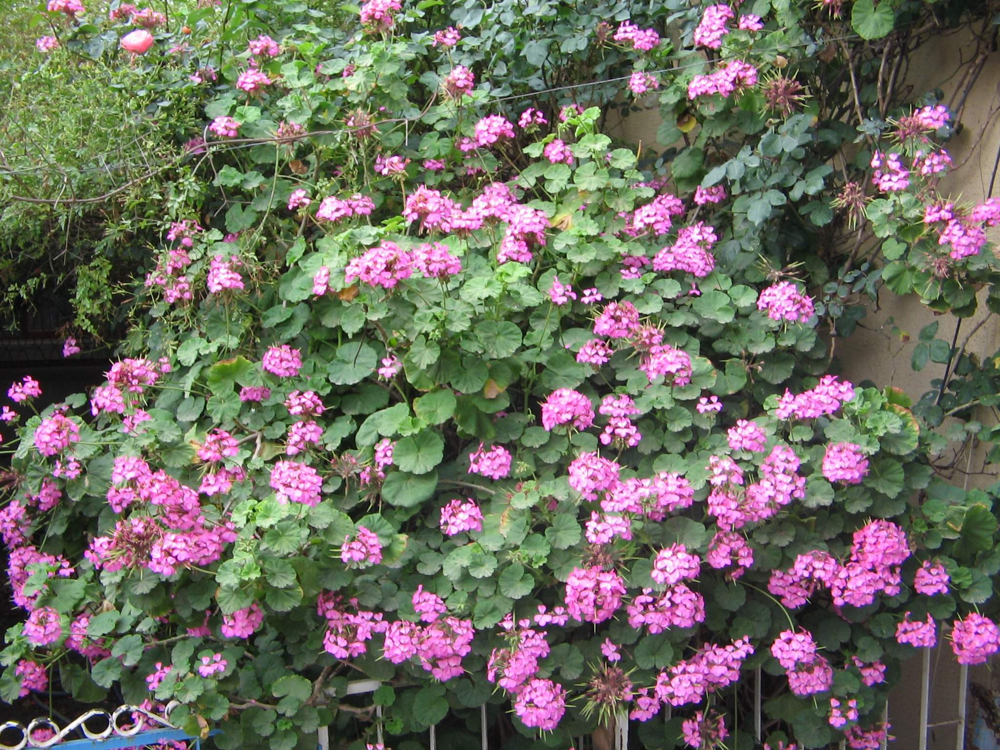 Afficher le média pelargonium_sp1td pelargonium_sp1td