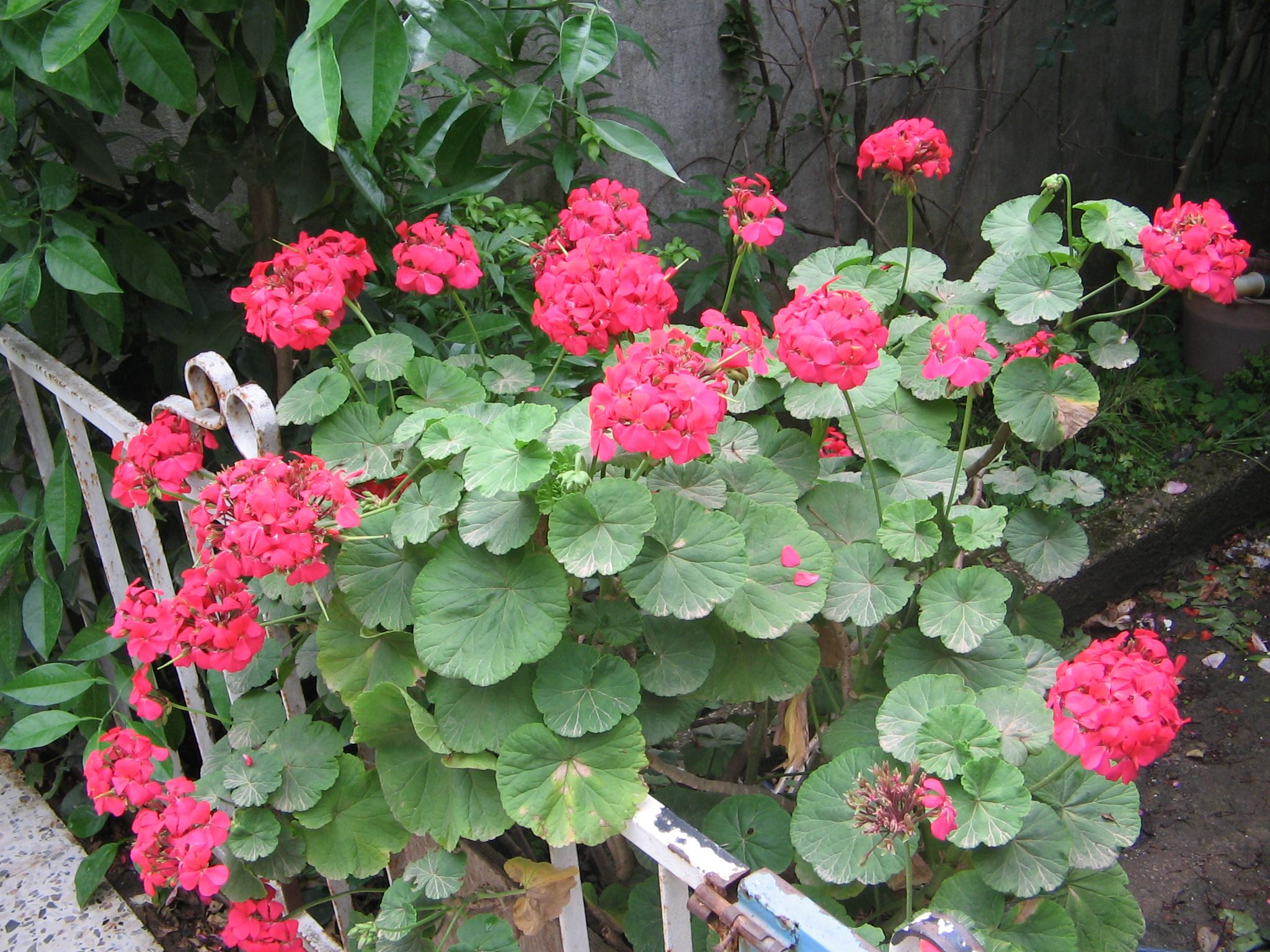 Afficher le média pelargonium_sp2td pelargonium_sp2td