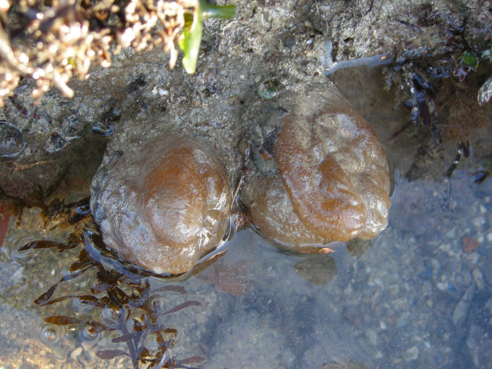 Afficher le média phallusia_mammillata4md phallusia_mammillata4md