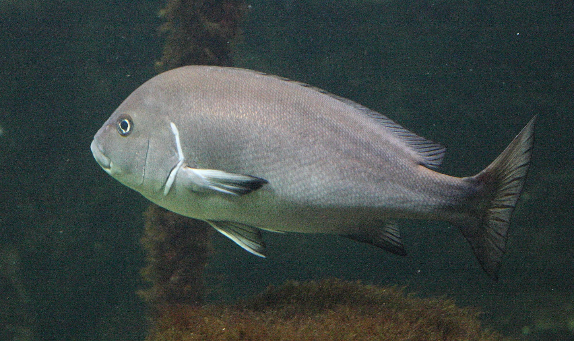 plectorhinchus_mediterraneus1bd